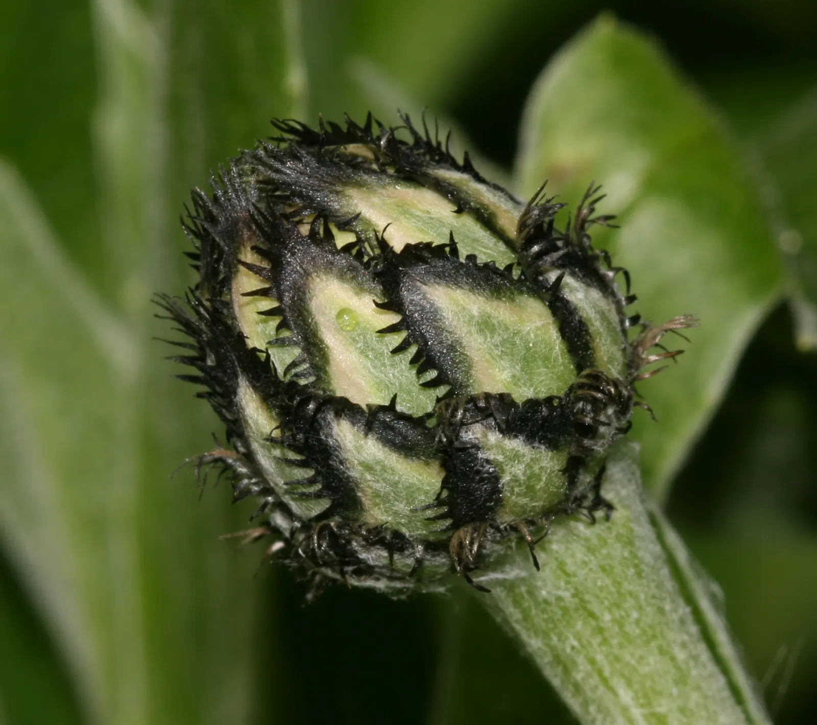Mountain Bluet (Centaurea Montana) — perennial for full; plan for sufficient spacing of approximately 1.5 to 2 feet apart to permit adequate airflow and growth