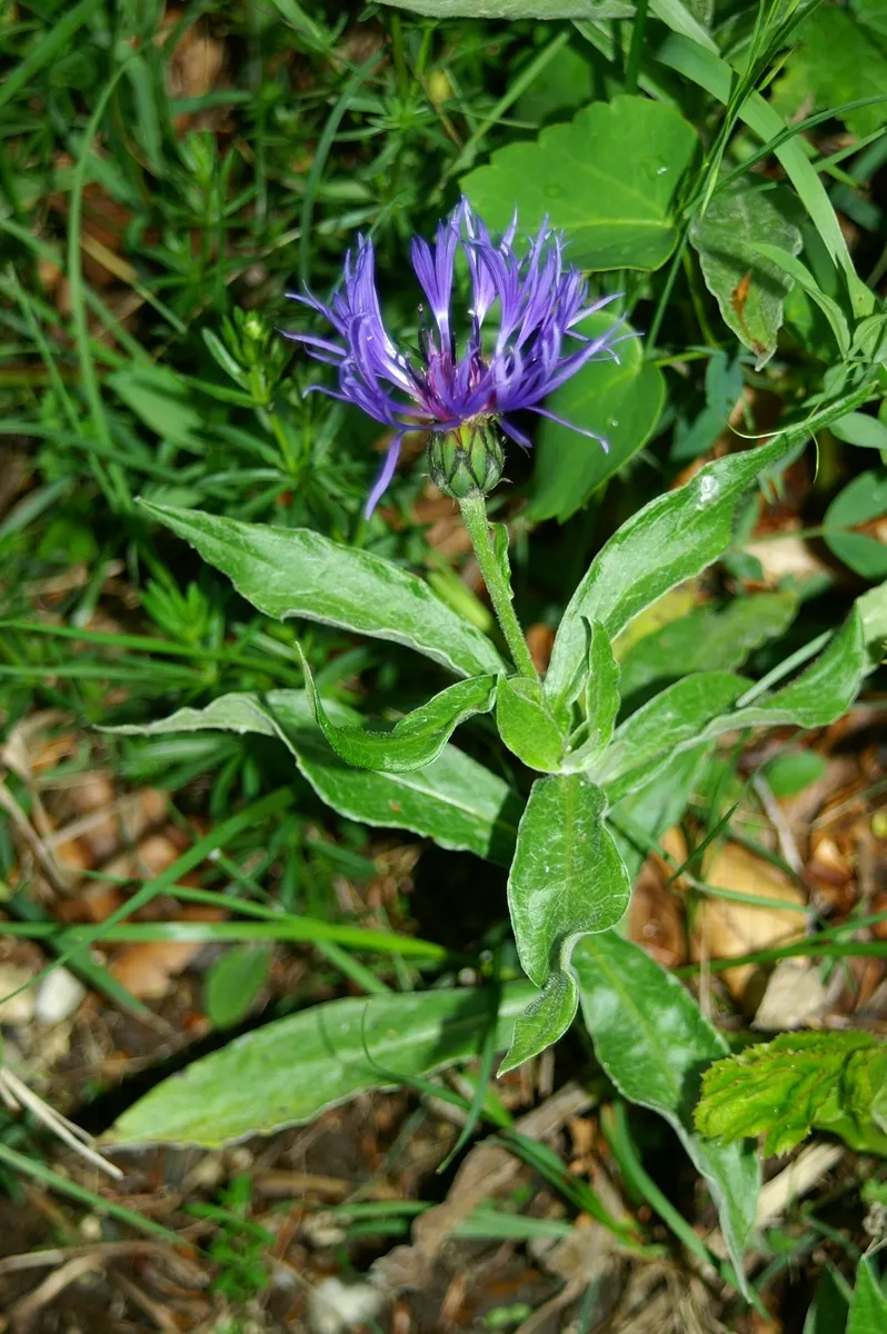 Mountain Bluet (Centaurea Montana) — Ideal for borders and cottage gardens