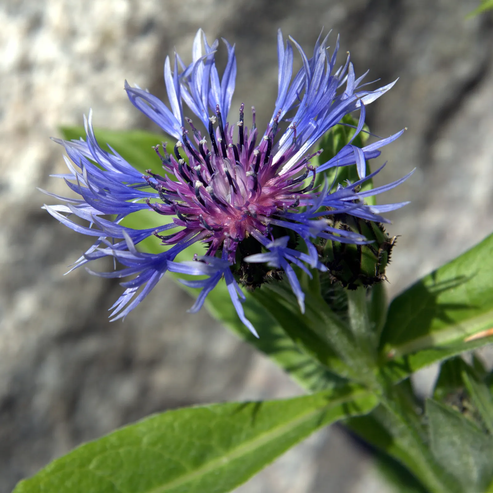 Mountain Bluet (Centaurea Montana) — preferring full sun to partial shade and well-drained soil; mountain Bluets reach a modest height of about 1, image 97