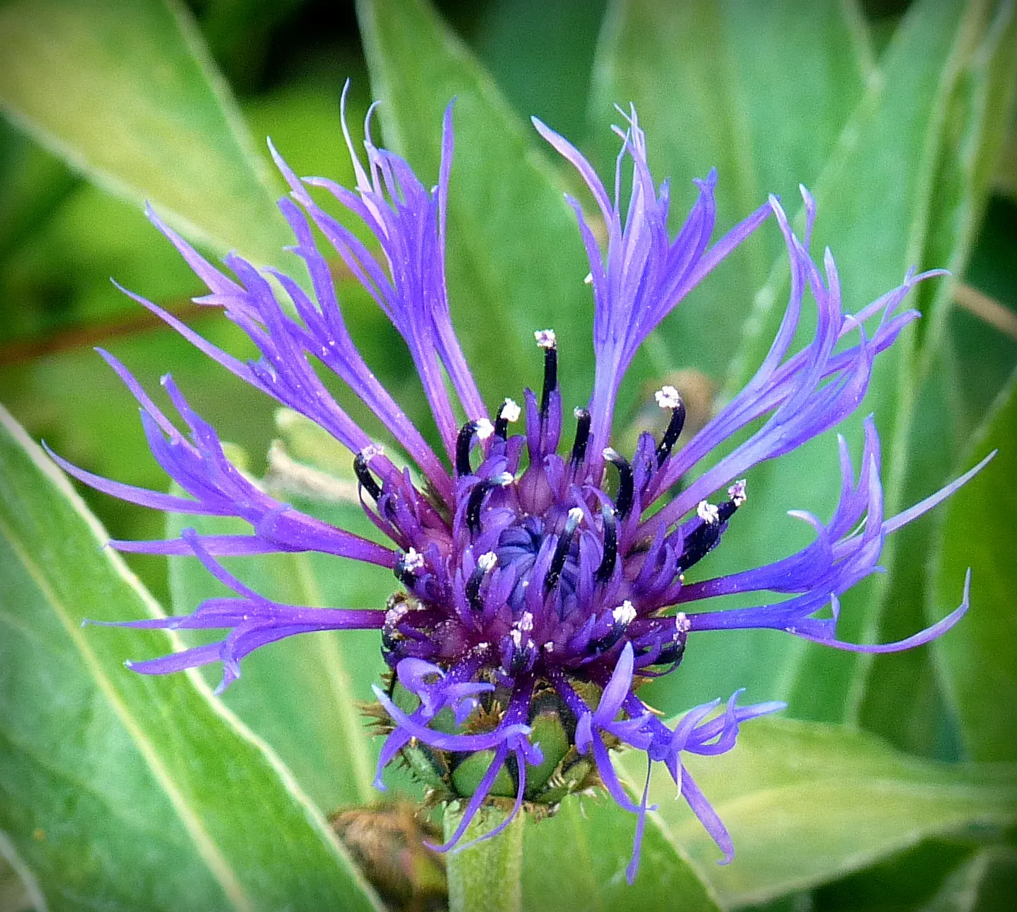 Mountain Bluet (Centaurea Montana) — presents as a stunning perennial