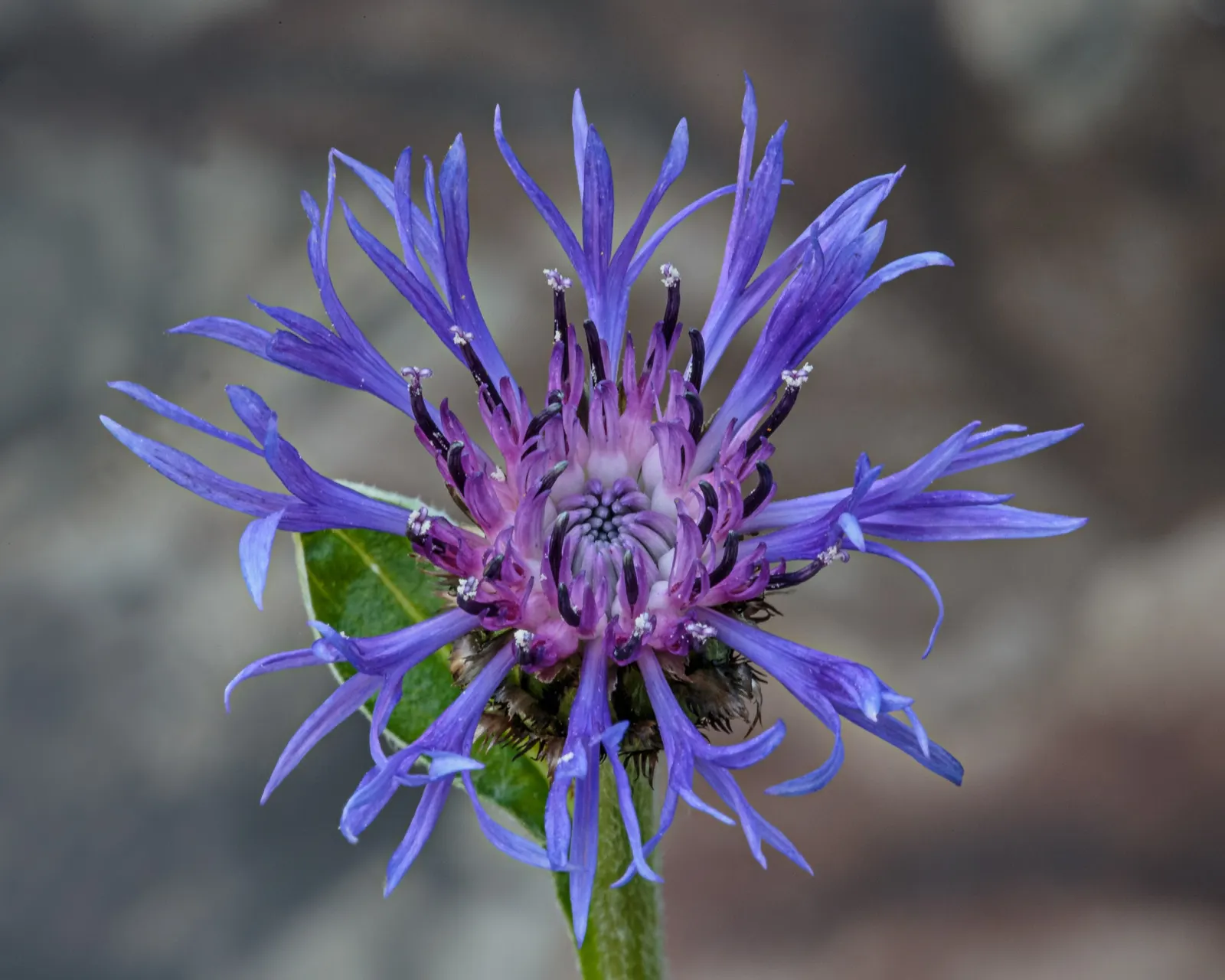 Mountain Bluet (Centaurea Montana) — perennial with blue blooms