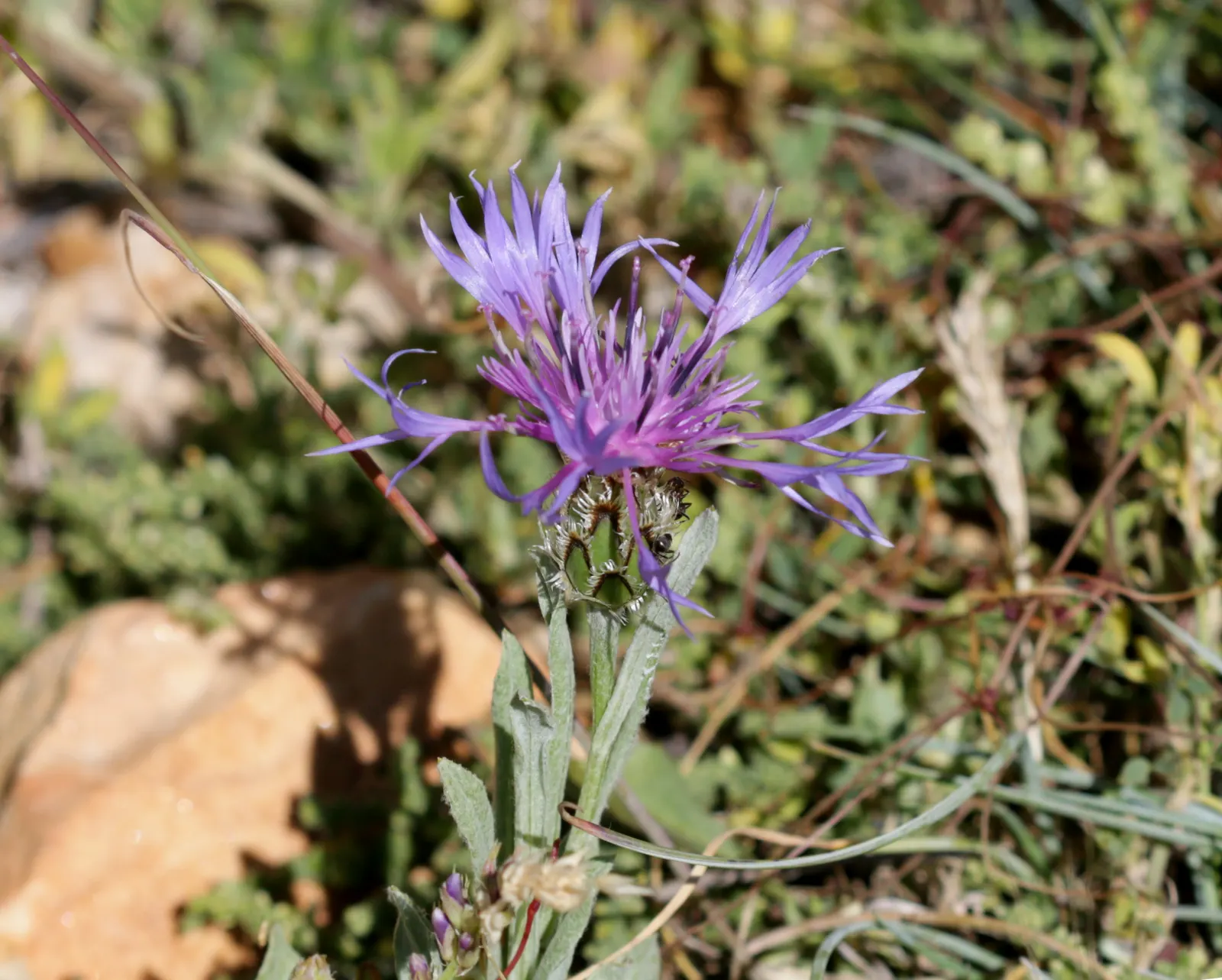 Mountain Bluet (Centaurea Montana) — plan for sufficient spacing of approximately 1.5 to 2 feet apart to permit adequate airflow and growth; this
