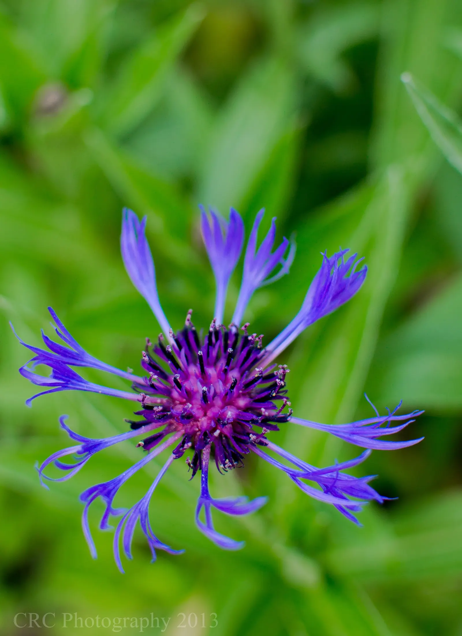 Mountain Bluet (Centaurea Montana) — Deadheading the spent flowers can encourage a second bloom