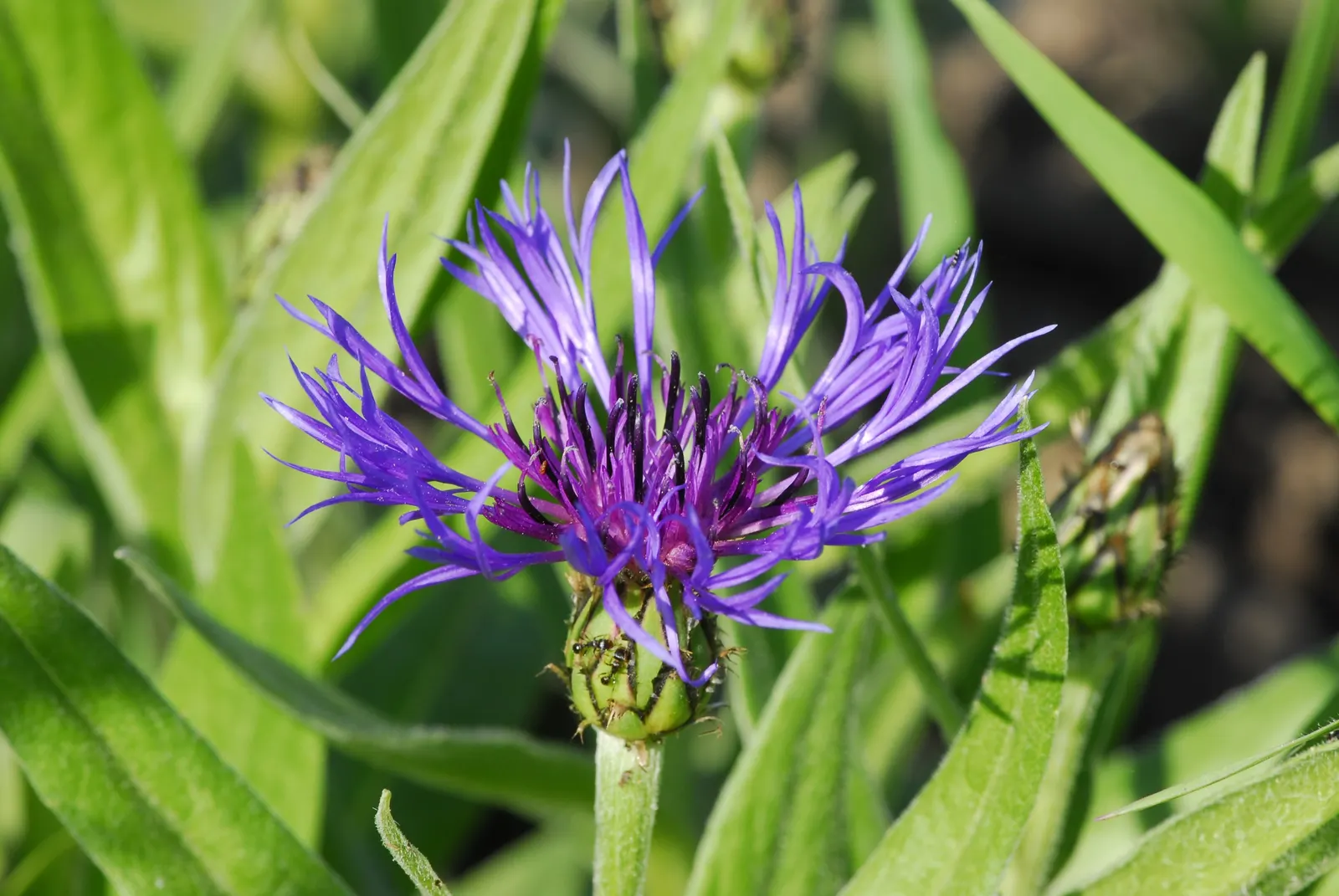Mountain Bluet (Centaurea Montana) — Ideal for borders and cottage gardens; but with potentially reduced vigor.<br><br>When incorporating Mountain, image 68