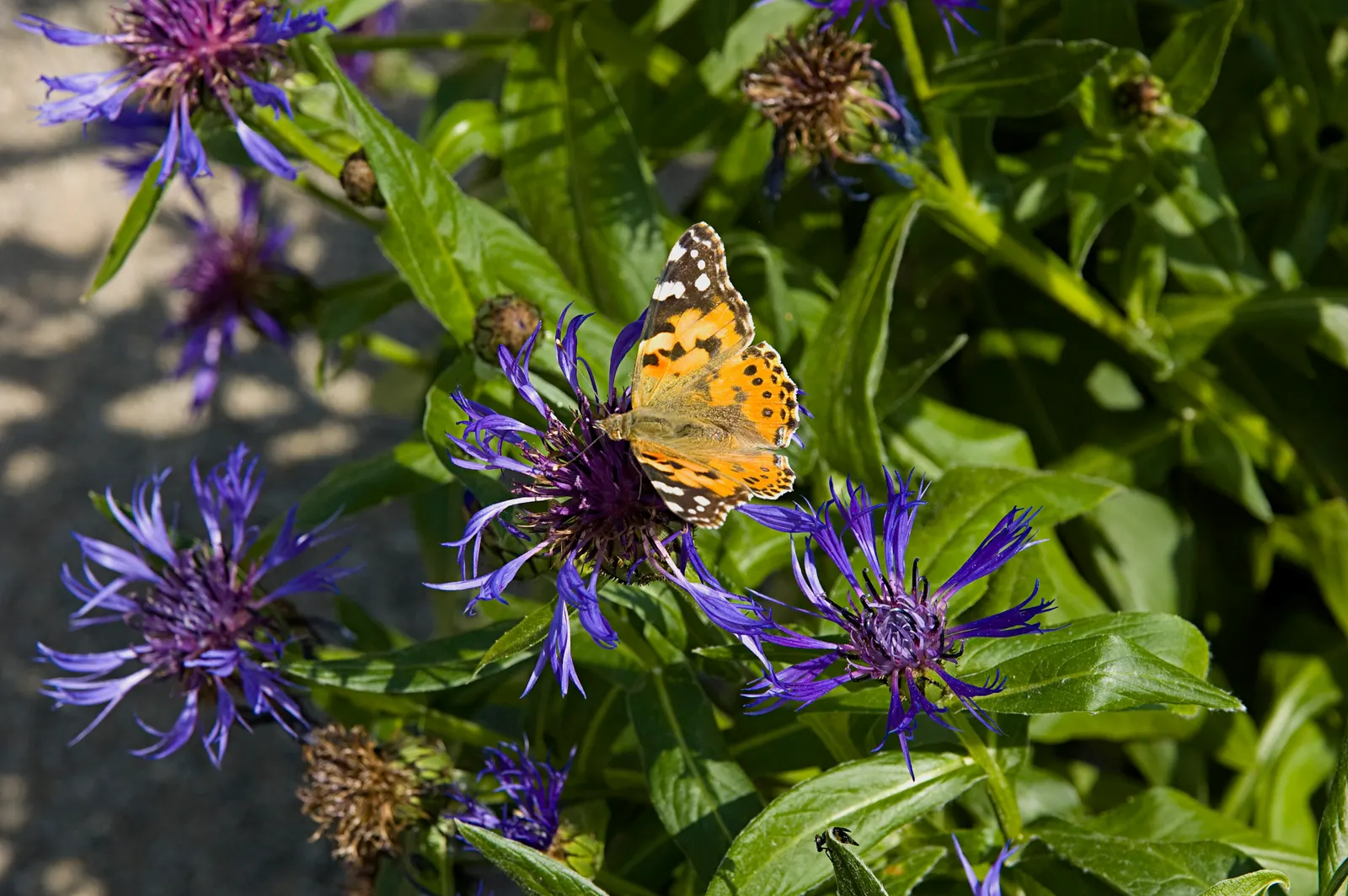 Mountain Bluet (Centaurea Montana) — it blooms from late spring to early summer; they display a clumping habit which makes them an excellent choice, image 123