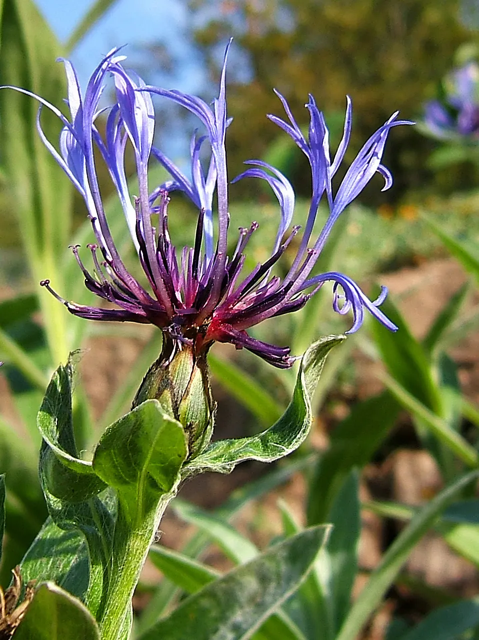 Mountain Bluet (Centaurea Montana) — perennial with blue blooms; centaurea montana requires full sun to partial shade, image 89