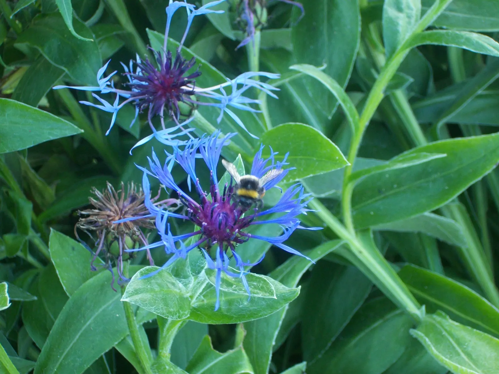 Mountain Bluet (Centaurea Montana) — prized for infusing a touch of wildflower charm to cultivated gardens; preferring full sun to partial shade and