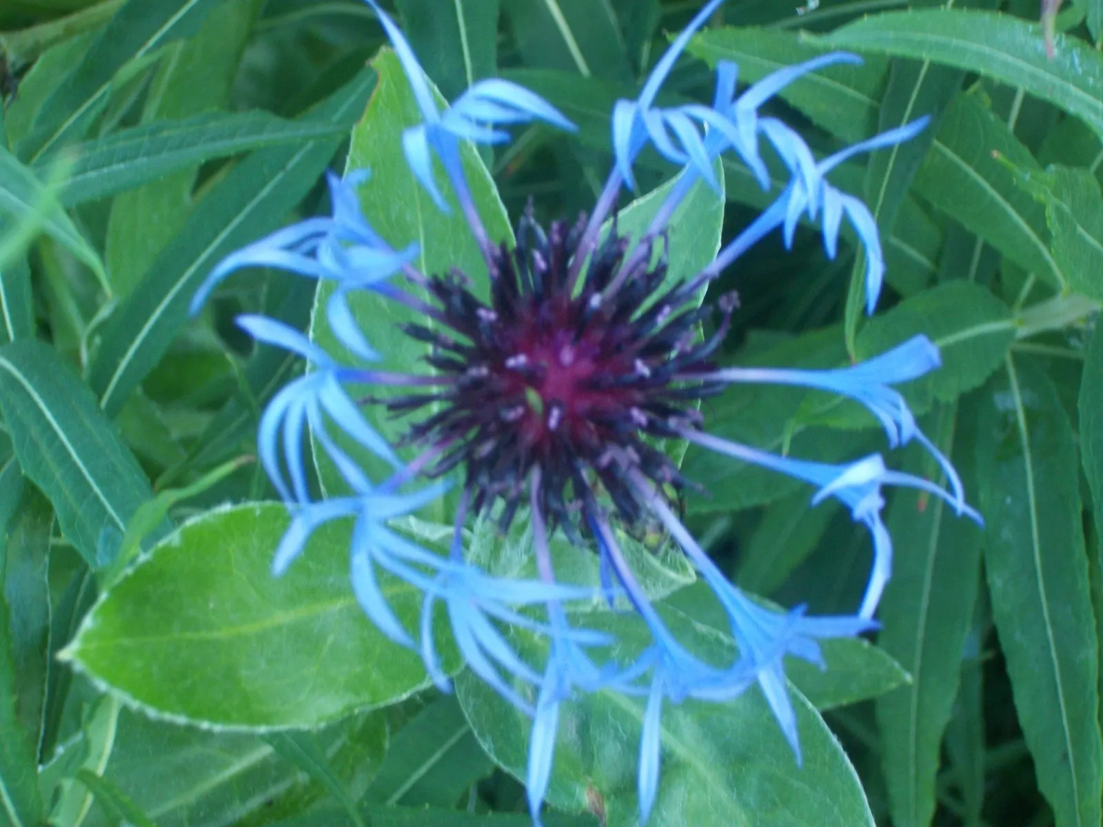 Mountain Bluet (Centaurea Montana) — Reaching a mature size of 12-18 inches tall and wide; prized for its vivid blue flowers, image 125