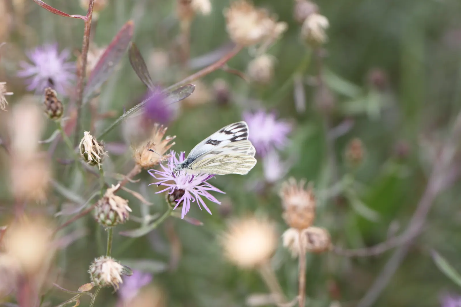 Mountain Bluet (Centaurea Montana) — Prized for its vivid blue flowers; known for its unique flower heads