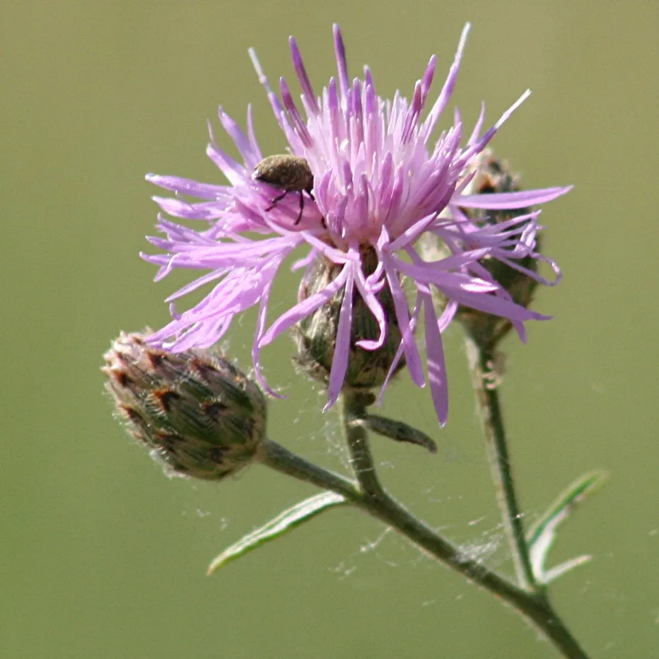Mountain Bluet (Centaurea Montana) — creating a striking contrast with gray-green; deadheading the spent flowers can encourage a second bloom, image 94