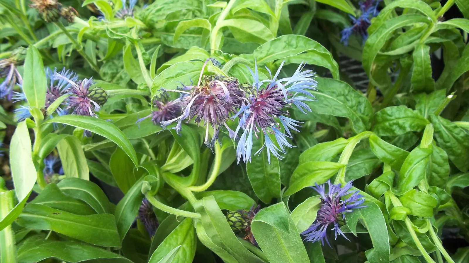 Mountain Bluet (Centaurea Montana) — perennial for full; plan for sufficient spacing of approximately 1.5 to 2 feet apart to permit adequate, image 90