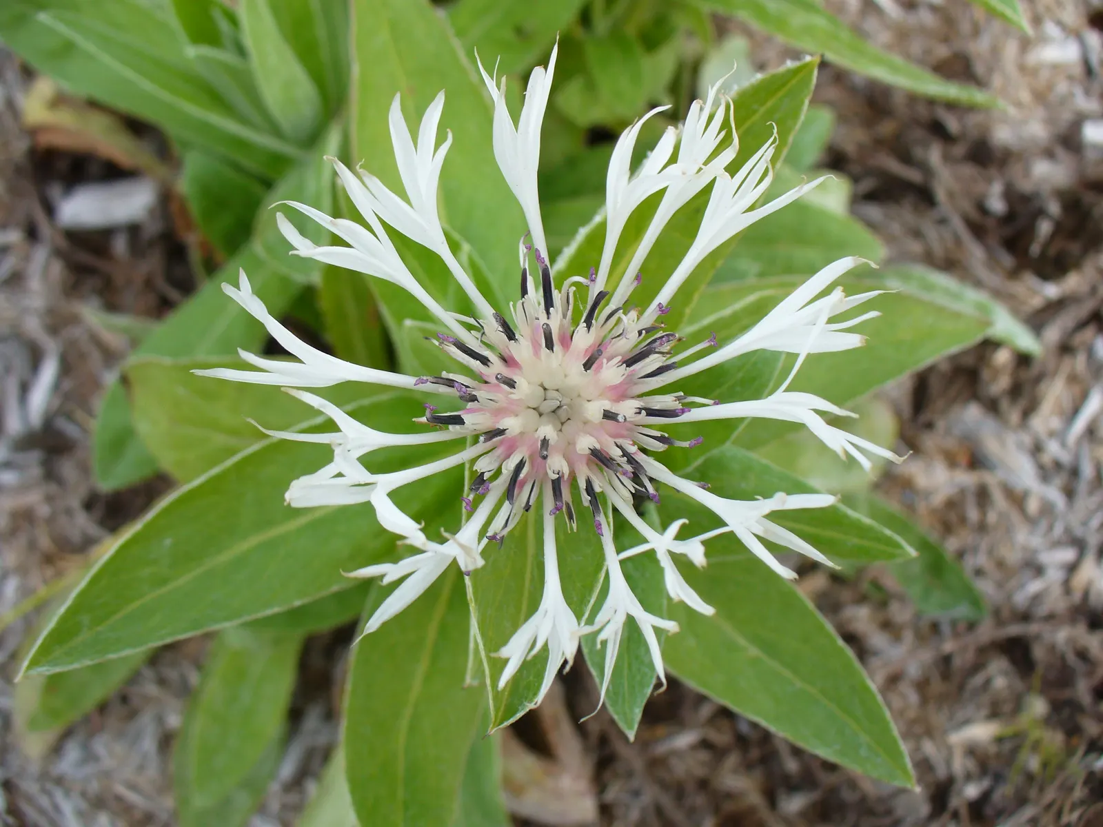Mountain Bluet (Centaurea Montana) — The foliage itself is lance-shaped