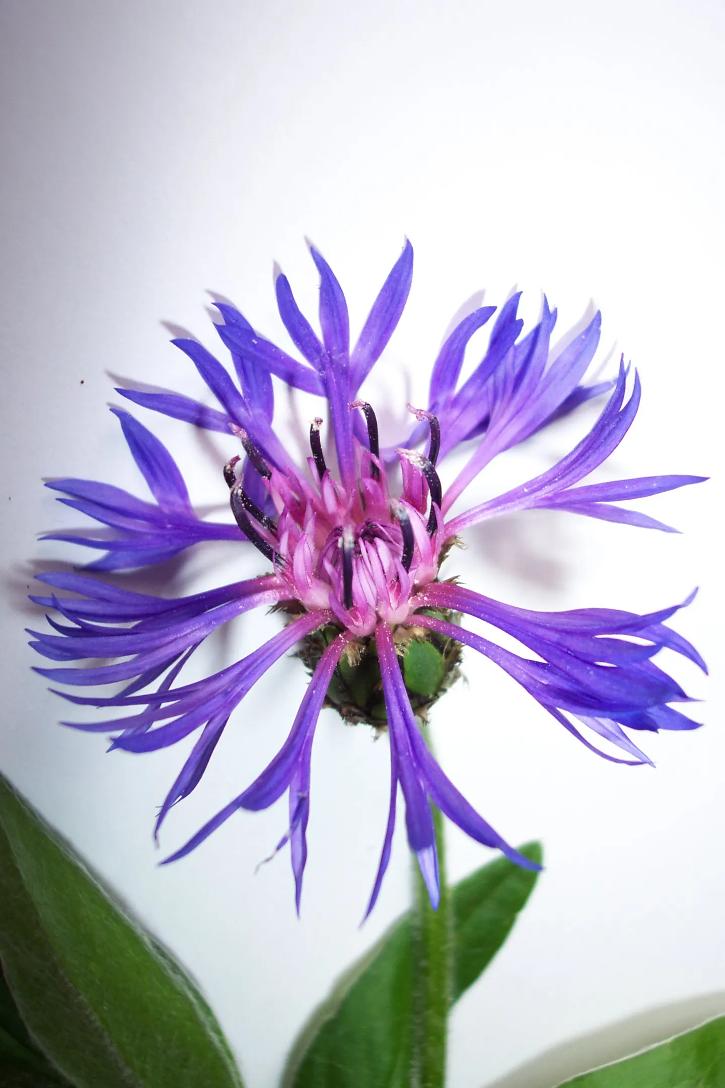 Mountain Bluet (Centaurea Montana) — often with a reddish-purple center that creates a beautiful contrast against its silvery-green foliage; blue, image 103