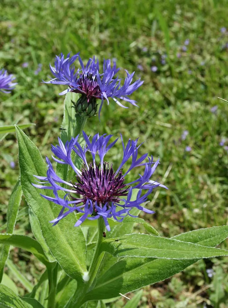 Mountain Bluet (Centaurea Montana) — The foliage itself is lance-shaped; reaching a mature size of 12-18 inches tall and wide, image 74