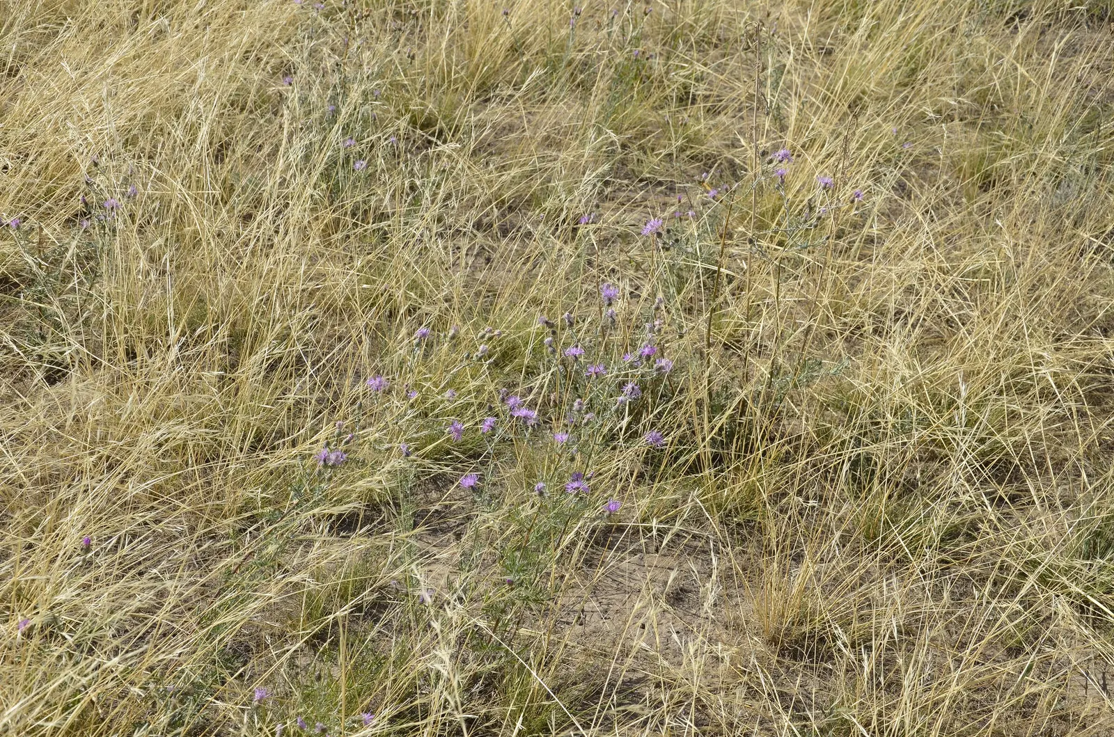 Mountain Bluet (Centaurea Montana) — perennial with blue blooms; centaurea montana requires full sun to partial shade, image 119