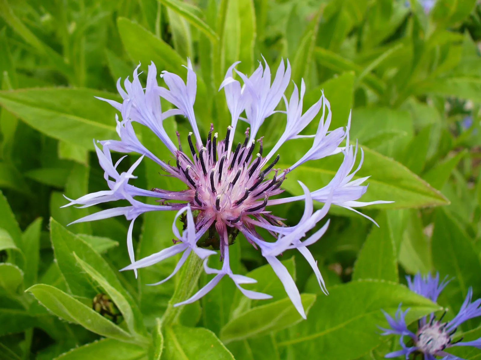 Mountain Bluet (Centaurea Montana) — consider its bloom period which extends from late spring to early summer