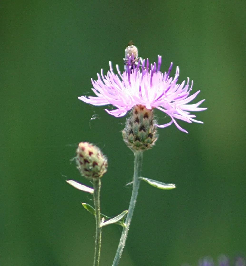 Mountain Bluet (Centaurea Montana) — Mountain Bluets reach a modest height of about 1 to 1.5 feet and spread out nearly as wide; or as part of a, image 106