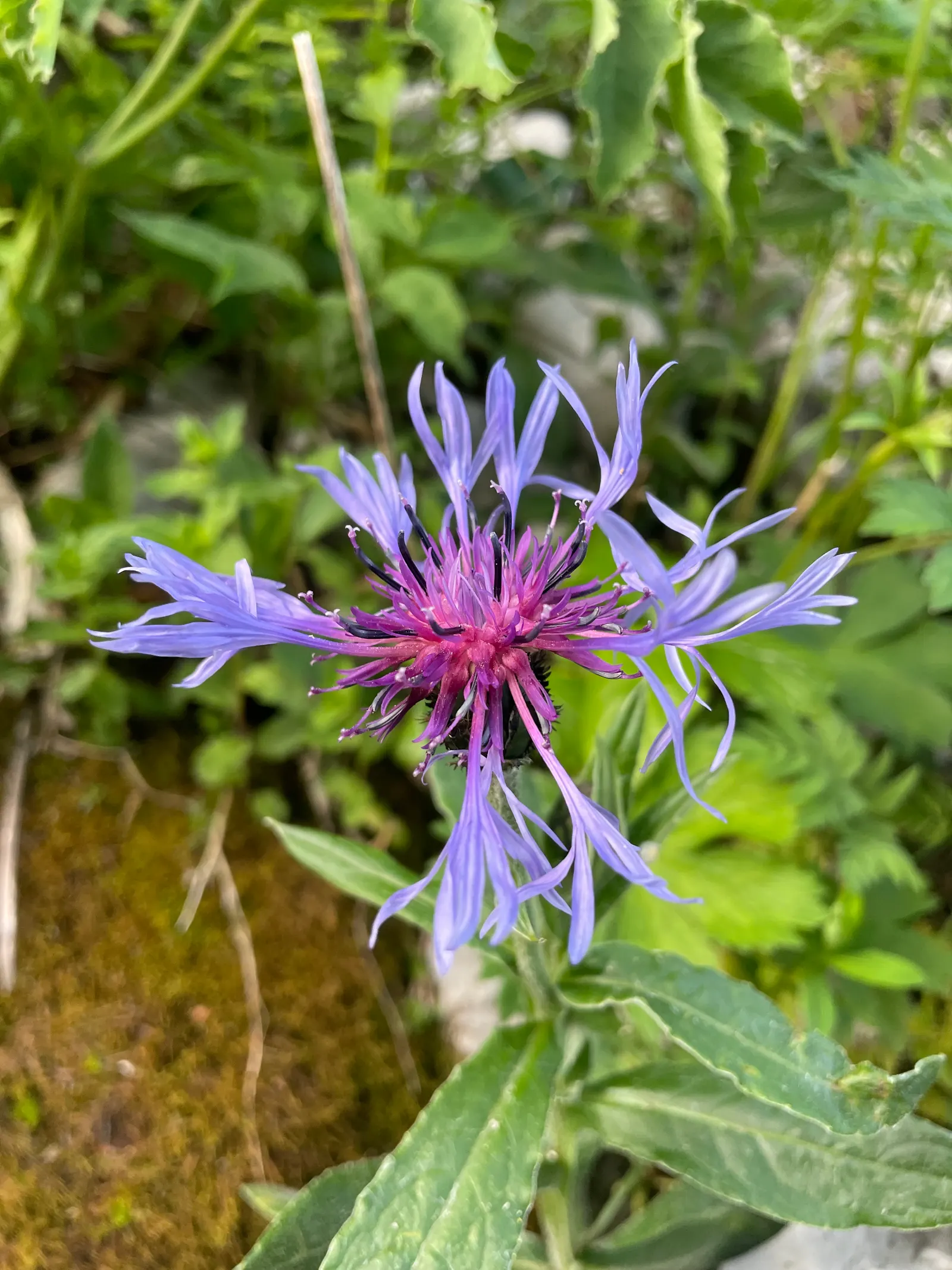 Mountain Bluet (Centaurea Montana) — presents as a stunning perennial; perennial for full, image 99
