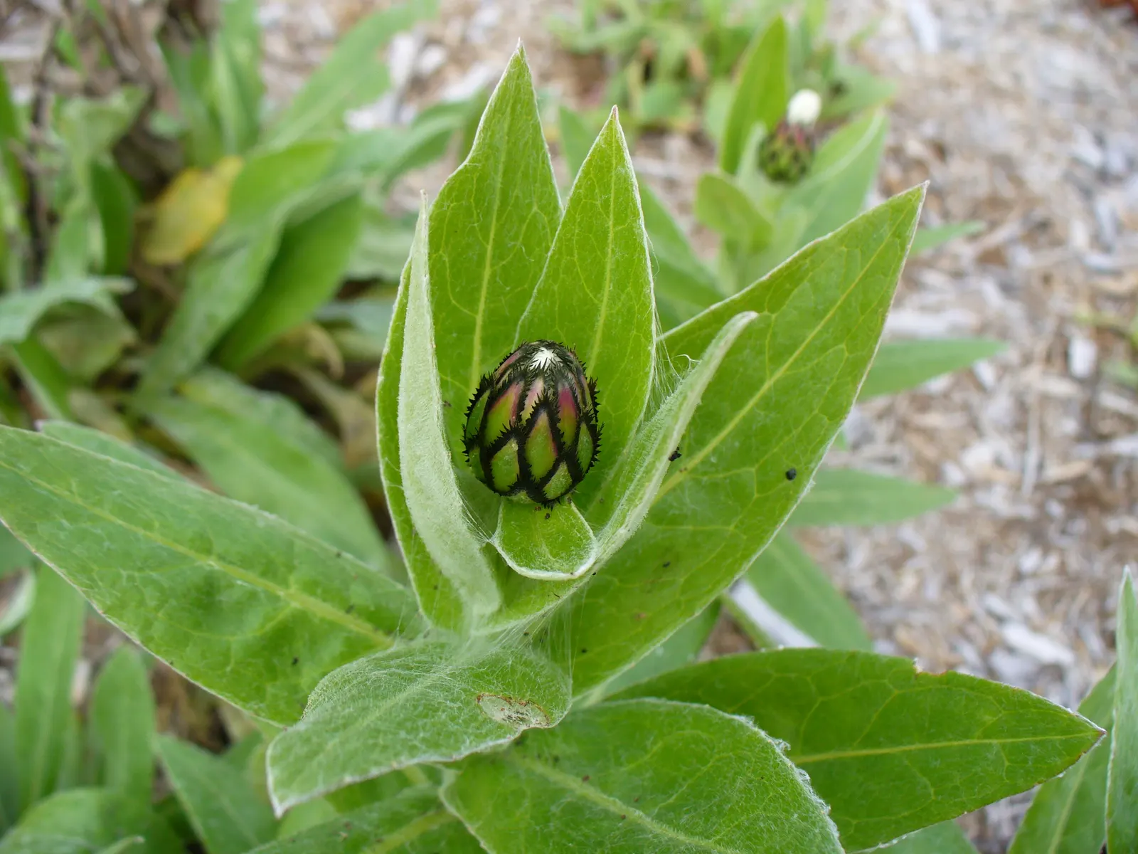 Mountain Bluet (Centaurea Montana) — consider its bloom period which extends from late spring to early summer; contributing a textured backdrop, image 114