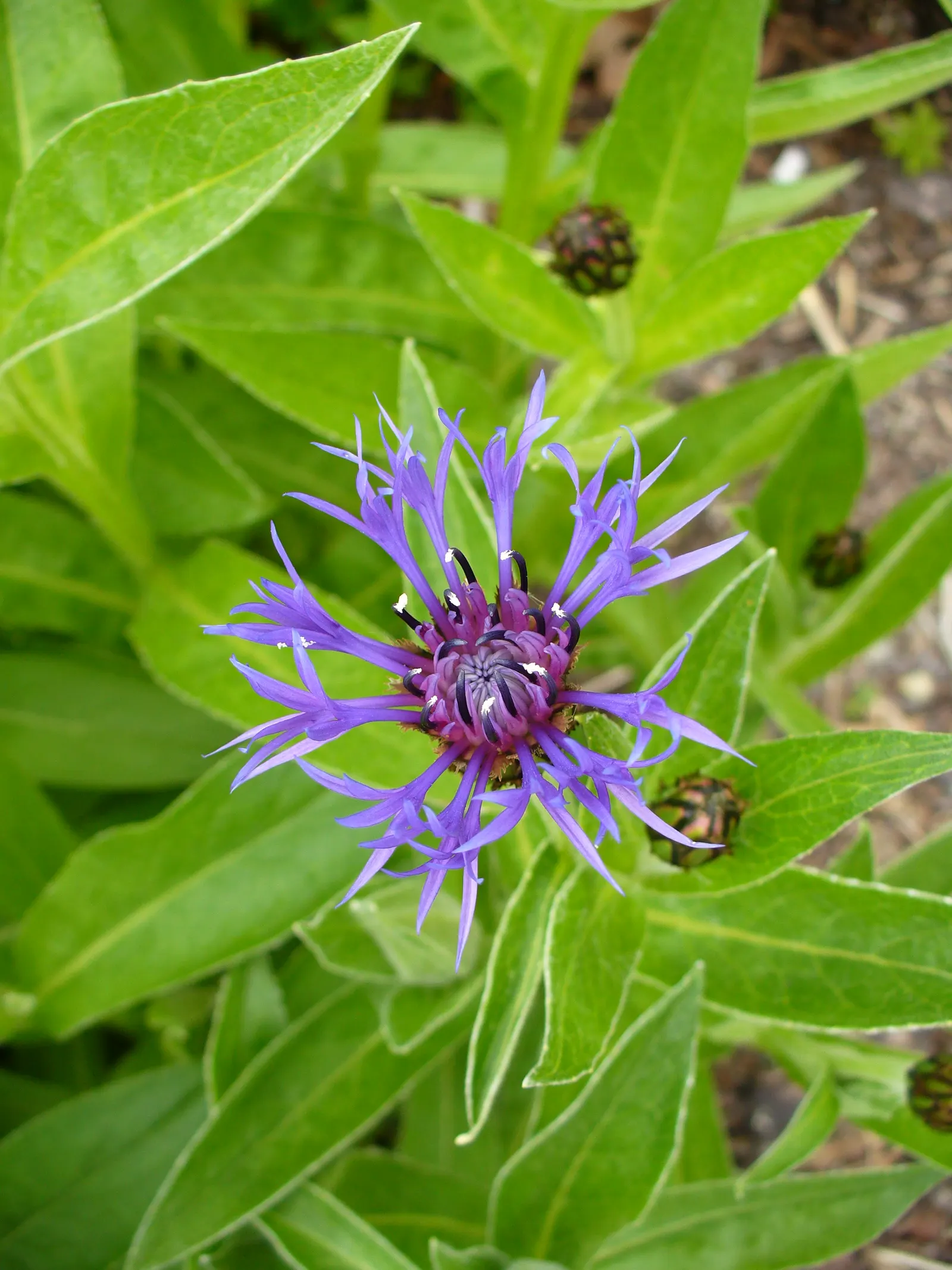 Mountain Bluet (Centaurea Montana) — this low-maintenance plant attracts pollinators; presents as a stunning perennial
