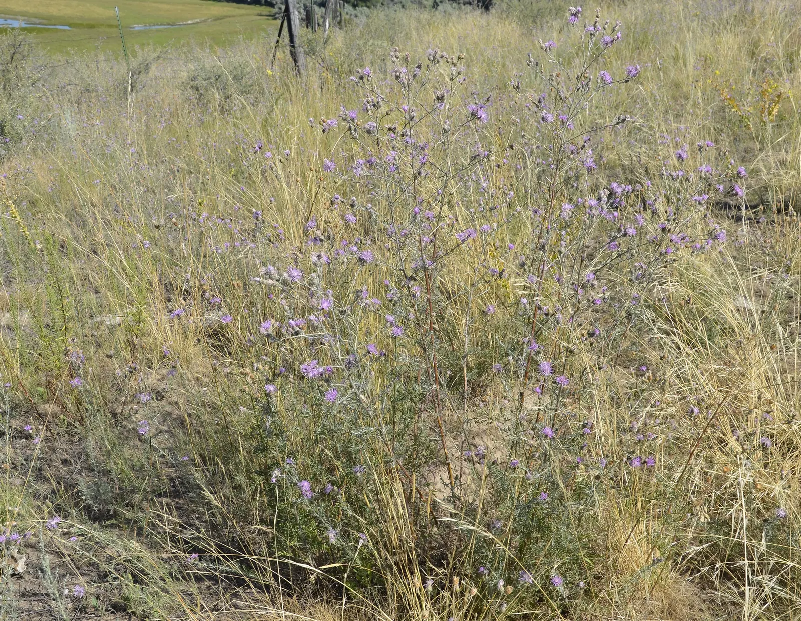 Mountain Bluet (Centaurea Montana) — Centaurea montana requires full sun to partial shade; flourishing best in USDA hardiness zones 3 through 8, image 110
