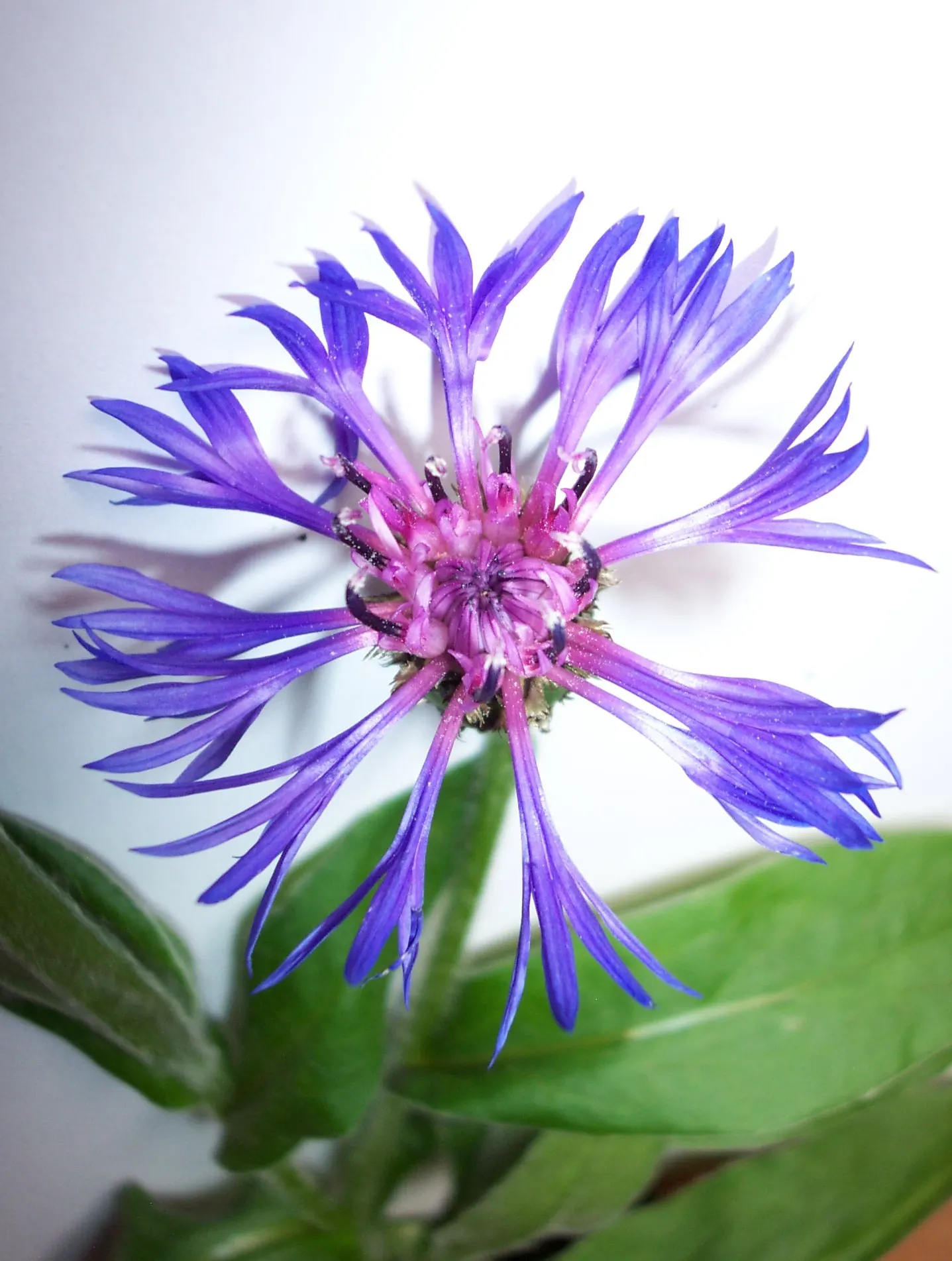 Mountain Bluet (Centaurea Montana) — Due to its moderate mature size; perennial with blue blooms, image 116