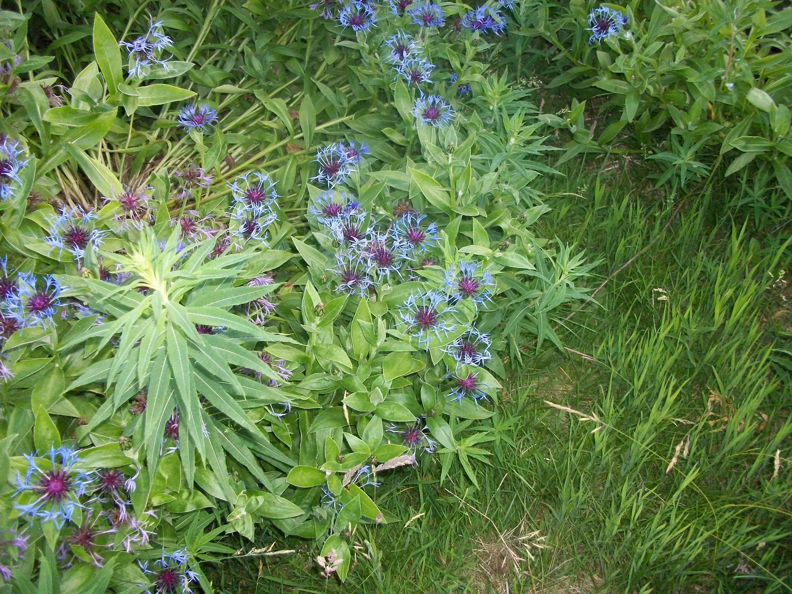 Mountain Bluet (Centaurea Montana) — Known for its unique flower heads