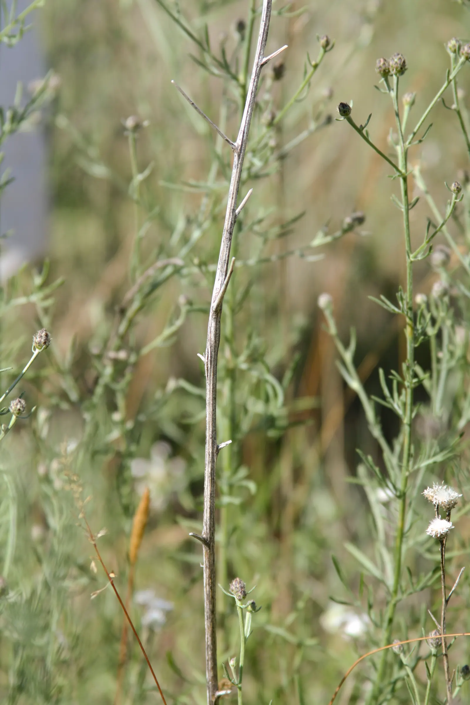 Mountain Bluet (Centaurea Montana) — presents as a stunning perennial; perennial for full, image 69