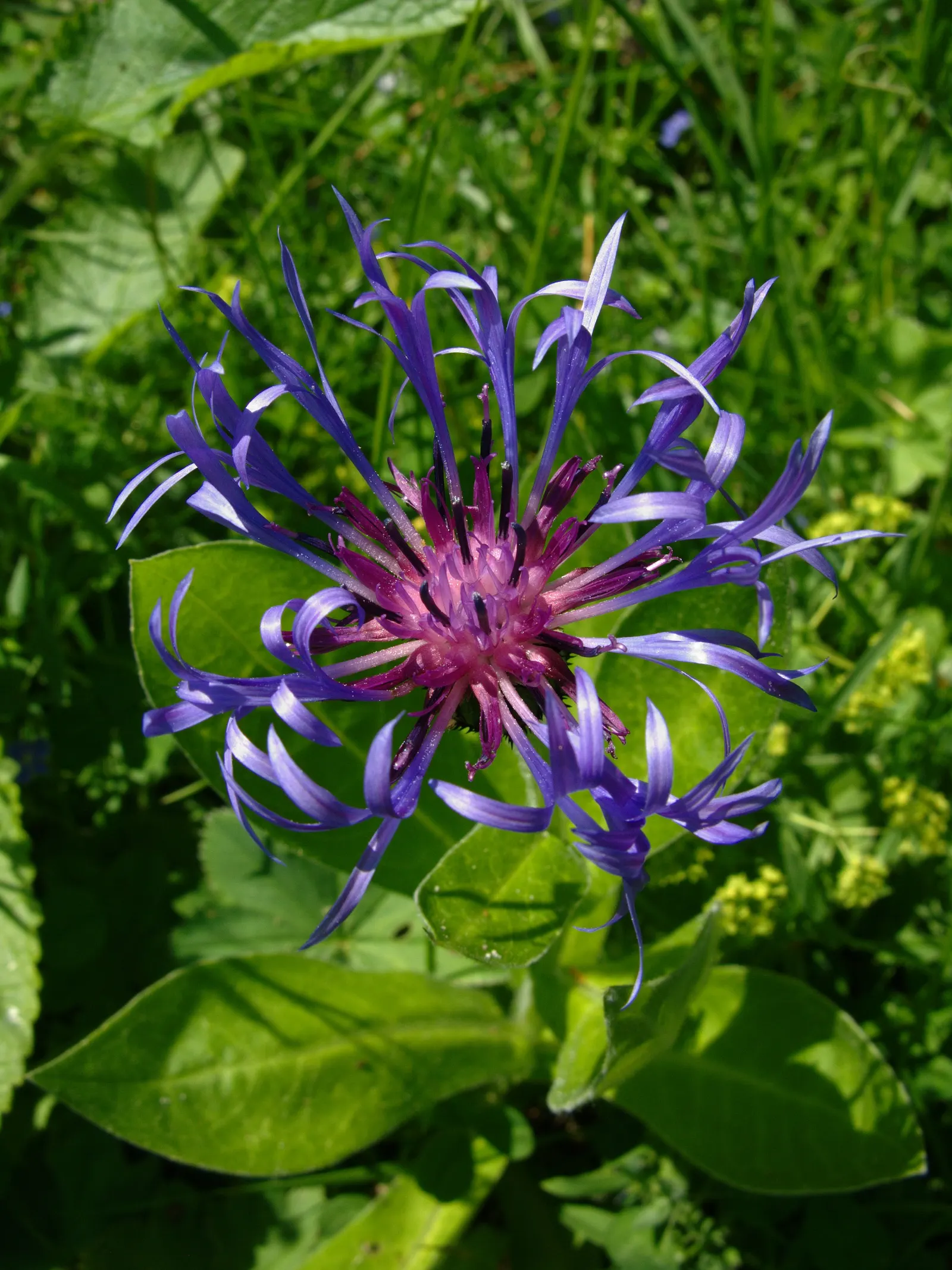 Mountain Bluet (Centaurea Montana) — or as part of a cottage garden palette; prized for infusing a touch of wildflower charm to cultivated gardens