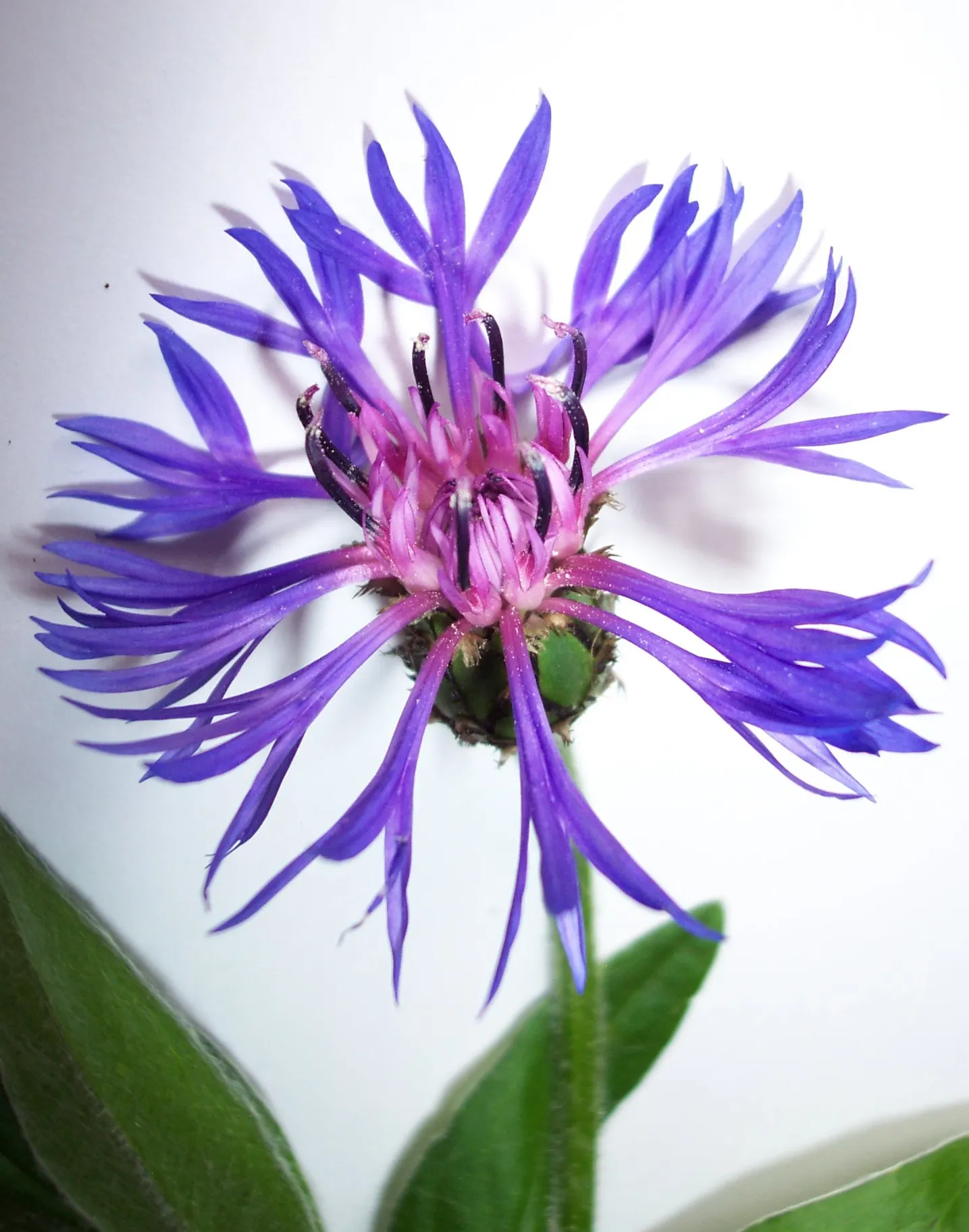 Mountain Bluet (Centaurea Montana) — Mountain Bluets reach a modest height of about 1 to 1.5 feet and spread out nearly as wide; or as part of a, image 76
