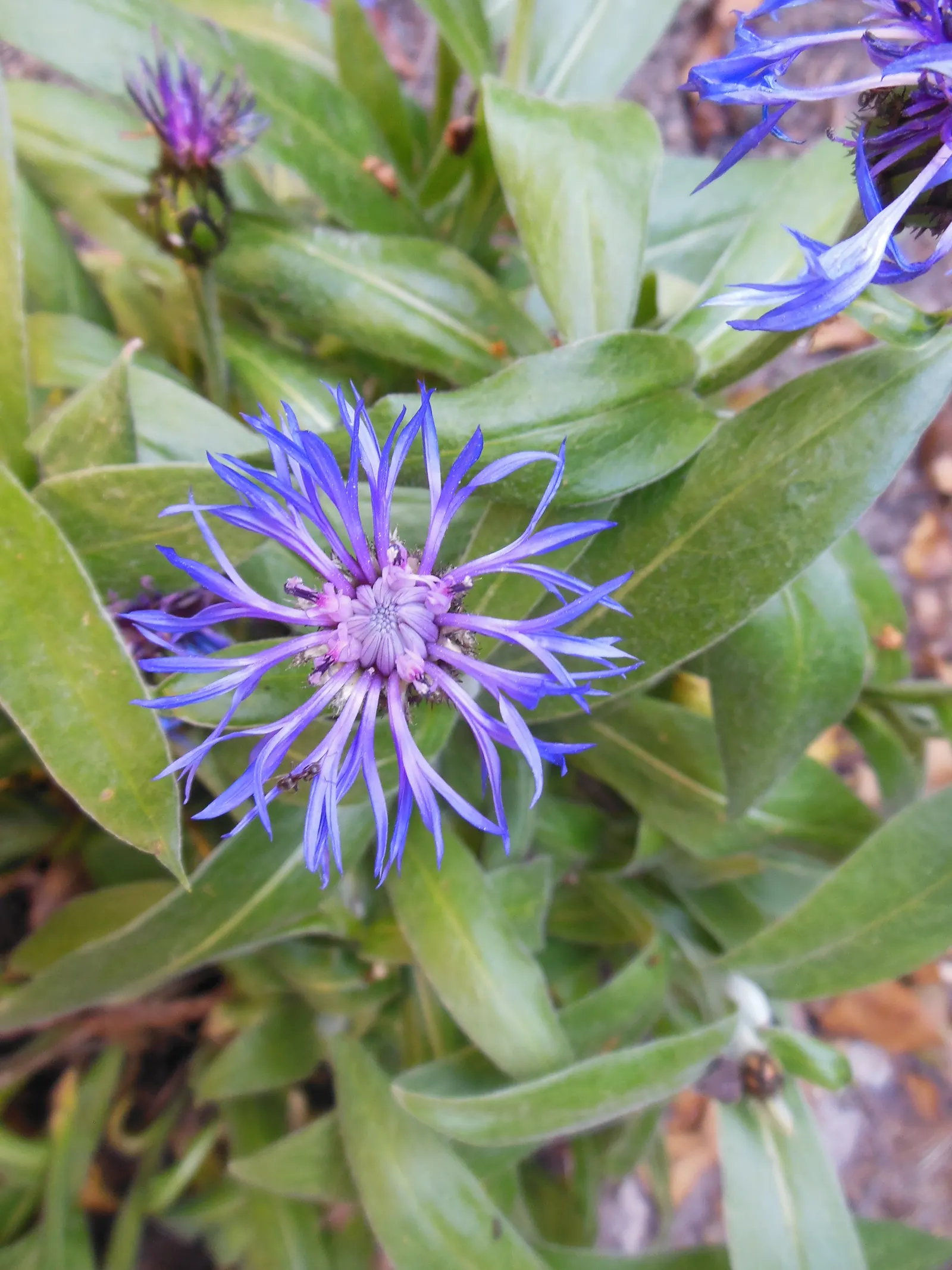 Mountain Bluet (Centaurea Montana) — Reaching a mature size of 12-18 inches tall and wide
