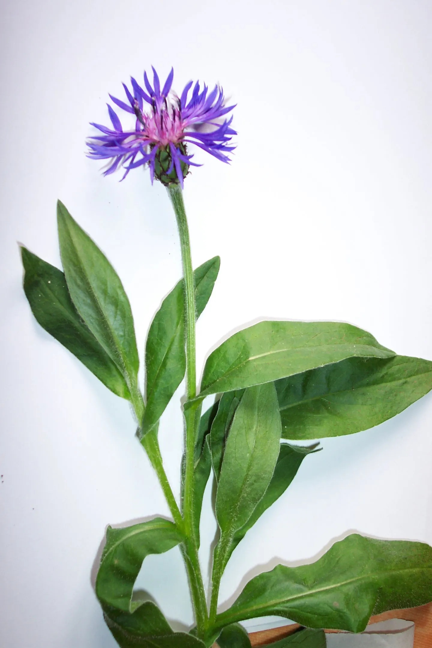 Mountain Bluet (Centaurea Montana) — preferring full sun to partial shade and well-drained soil
