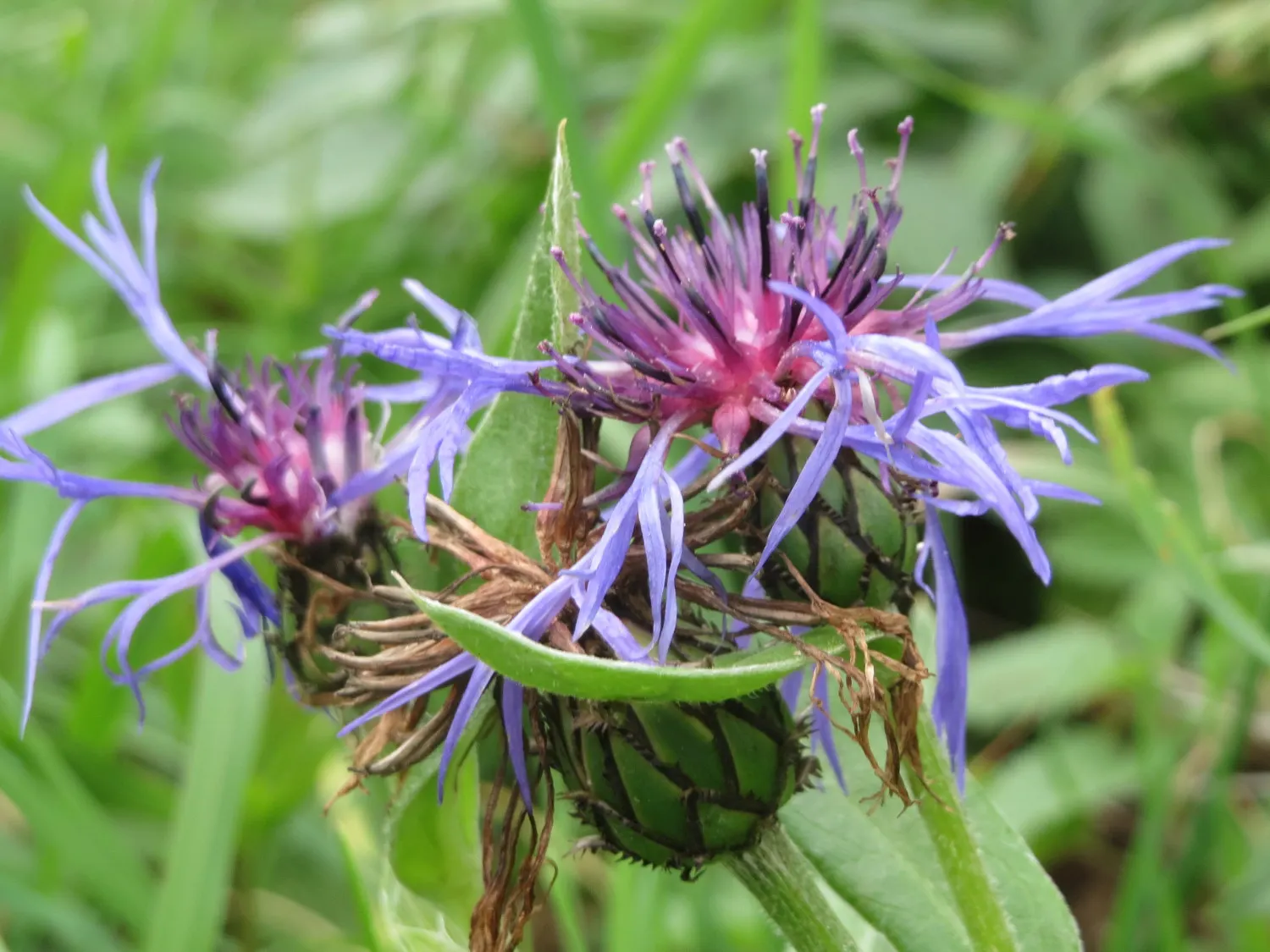 Mountain Bluet (Centaurea Montana) — Mountain Bluet (Centaurea montana) is a charming perennial, thriving in USDA zones 3-8; creating a striking, image 61
