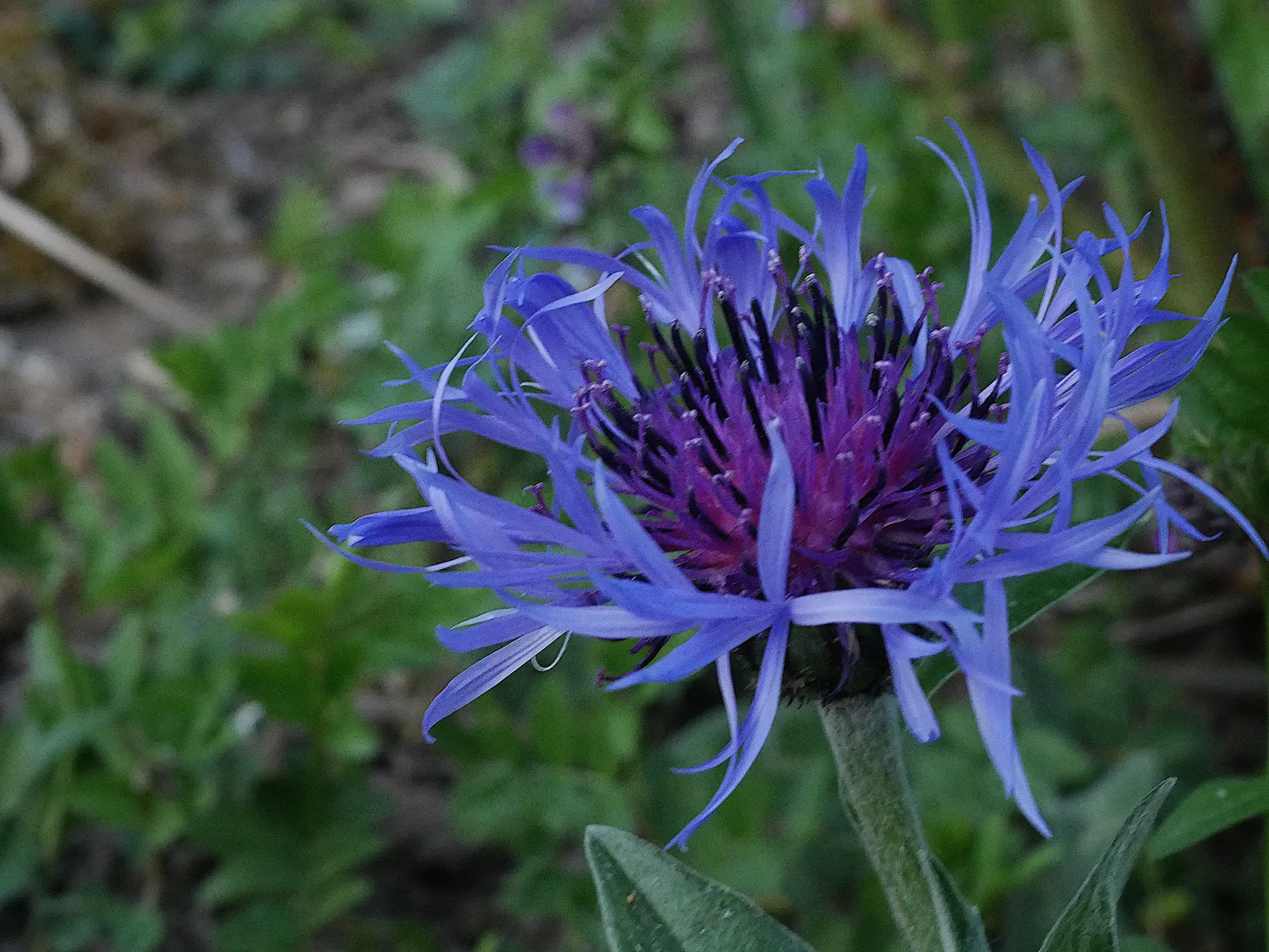 Mountain Bluet (Centaurea Montana) — they are quite adaptable and can tolerate a certain degree of soil variability; mountain Bluet (Centaurea, image 82