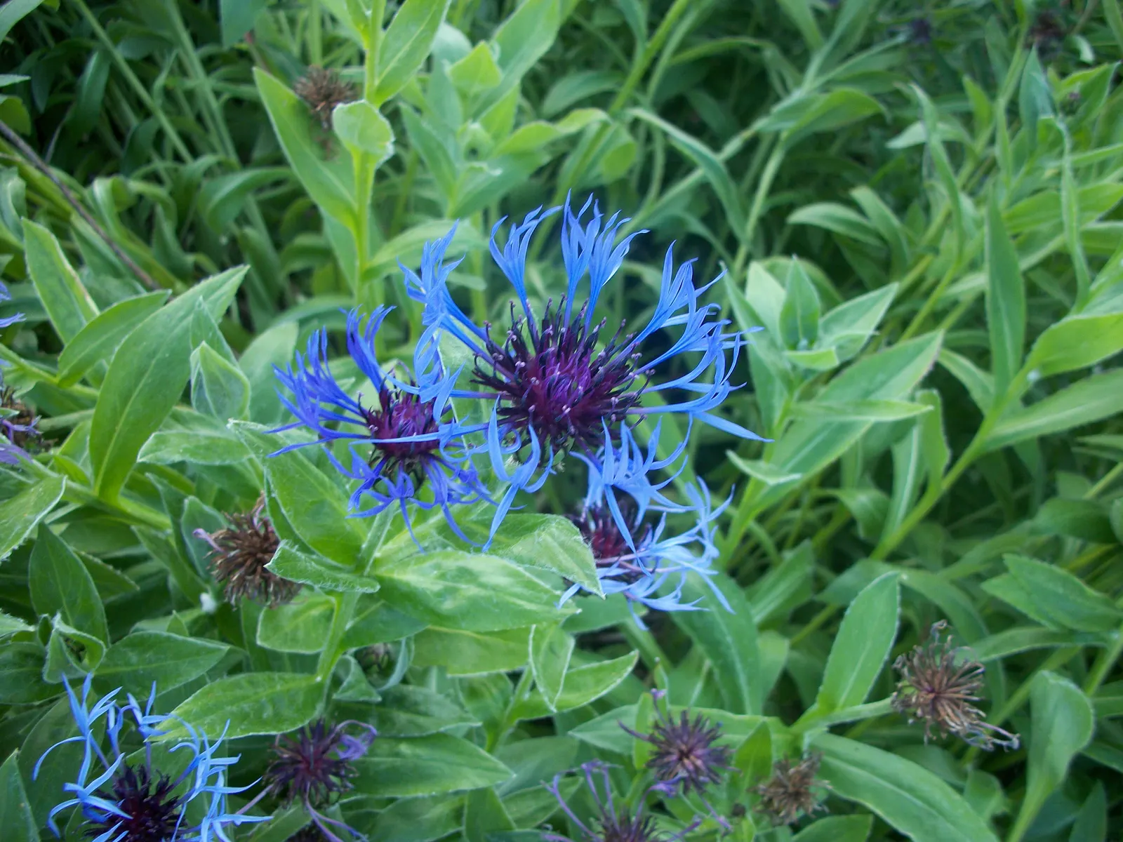 Mountain Bluet (Centaurea Montana) — or as part of a cottage garden palette