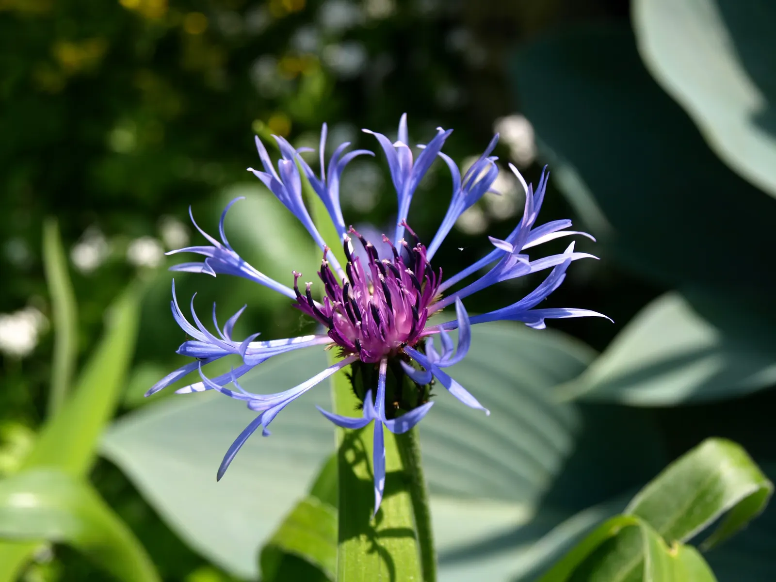 Mountain Bluet (Centaurea Montana) — creating a striking contrast with gray-green; deadheading the spent flowers can encourage a second bloom