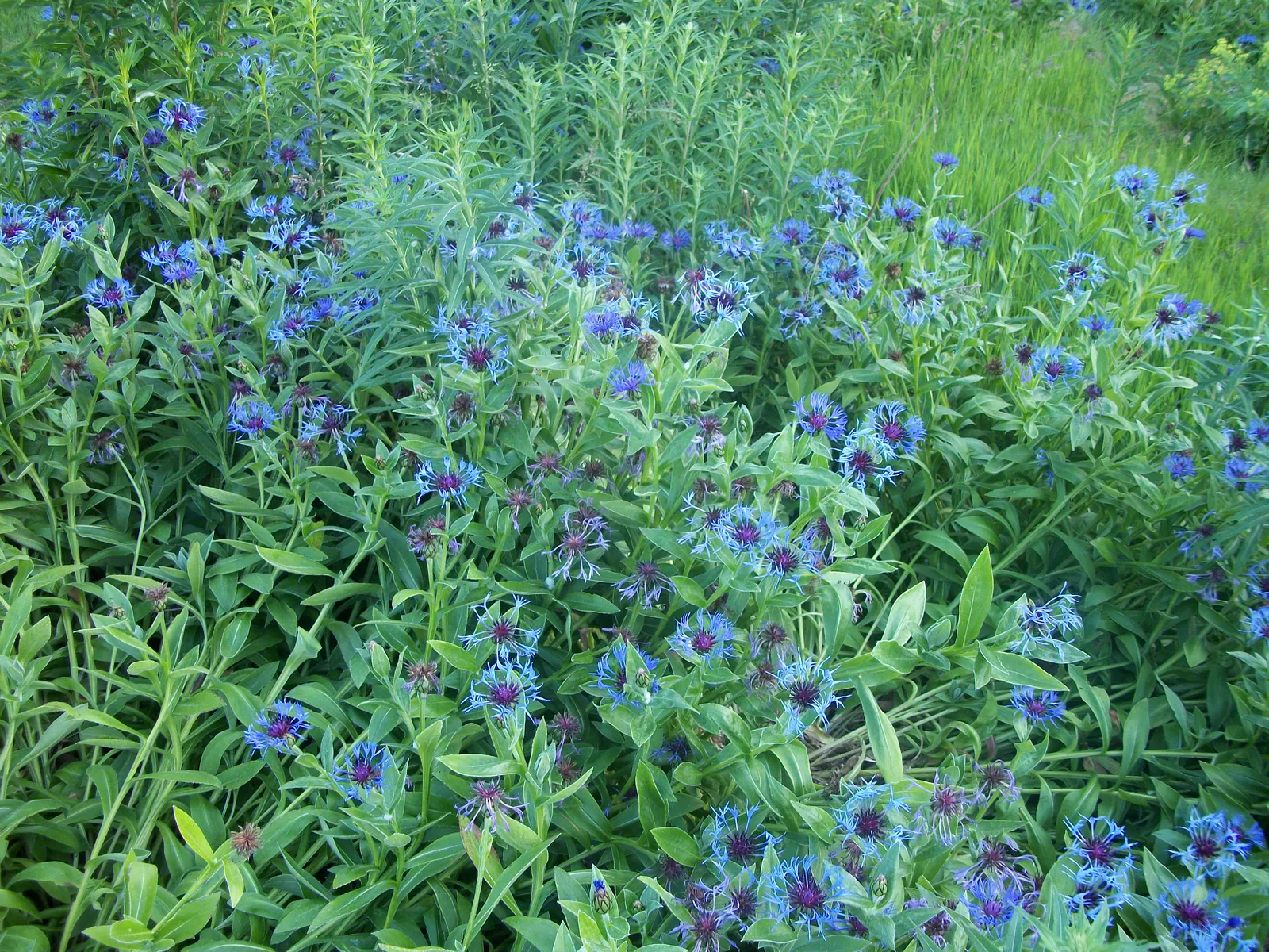 Mountain Bluet (Centaurea Montana) — but with potentially reduced vigor.<br><br>When incorporating Mountain Bluet into your landscape design; ideal, image 83