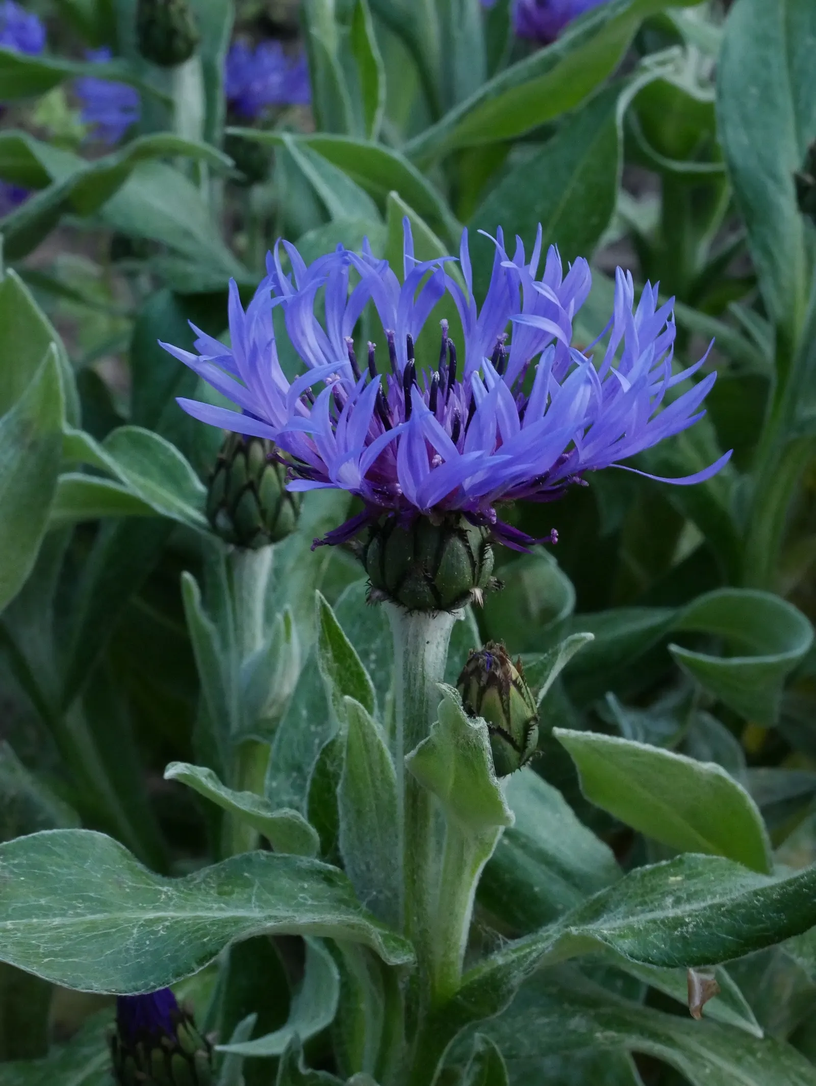 Mountain Bluet (Centaurea Montana) — perennial for full
