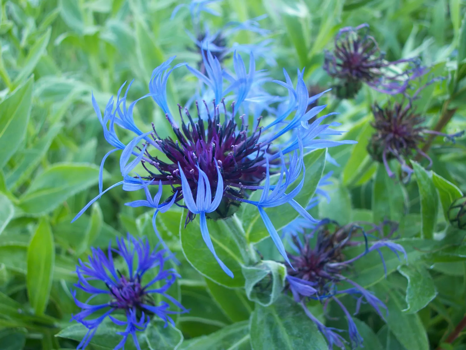 Mountain Bluet (Centaurea Montana) — Deadheading the spent flowers can encourage a second bloom; they are quite adaptable and can tolerate a, image 115