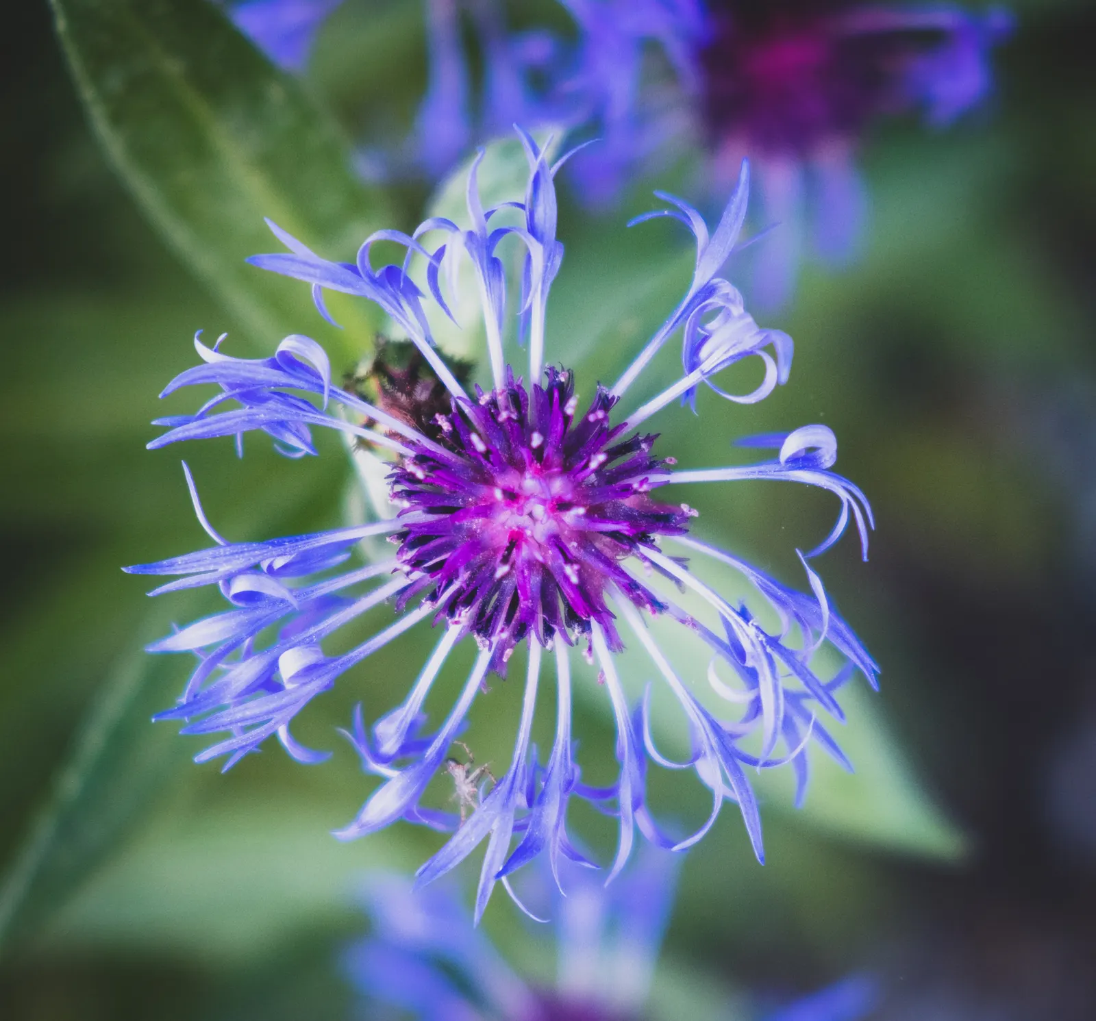 Mountain Bluet (Centaurea Montana) — blue flowers in the garden; often with a reddish-purple center that creates a beautiful contrast against its silvery-green