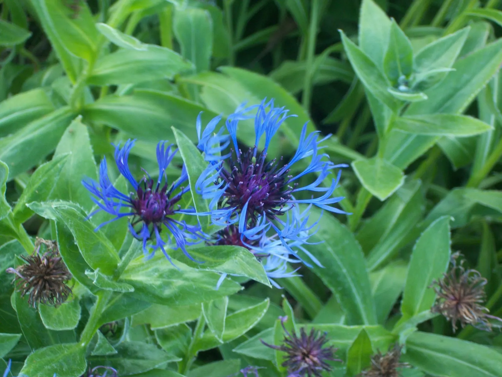 Mountain Bluet (Centaurea Montana) — Known for its unique flower heads; the foliage itself is lance-shaped, image 131