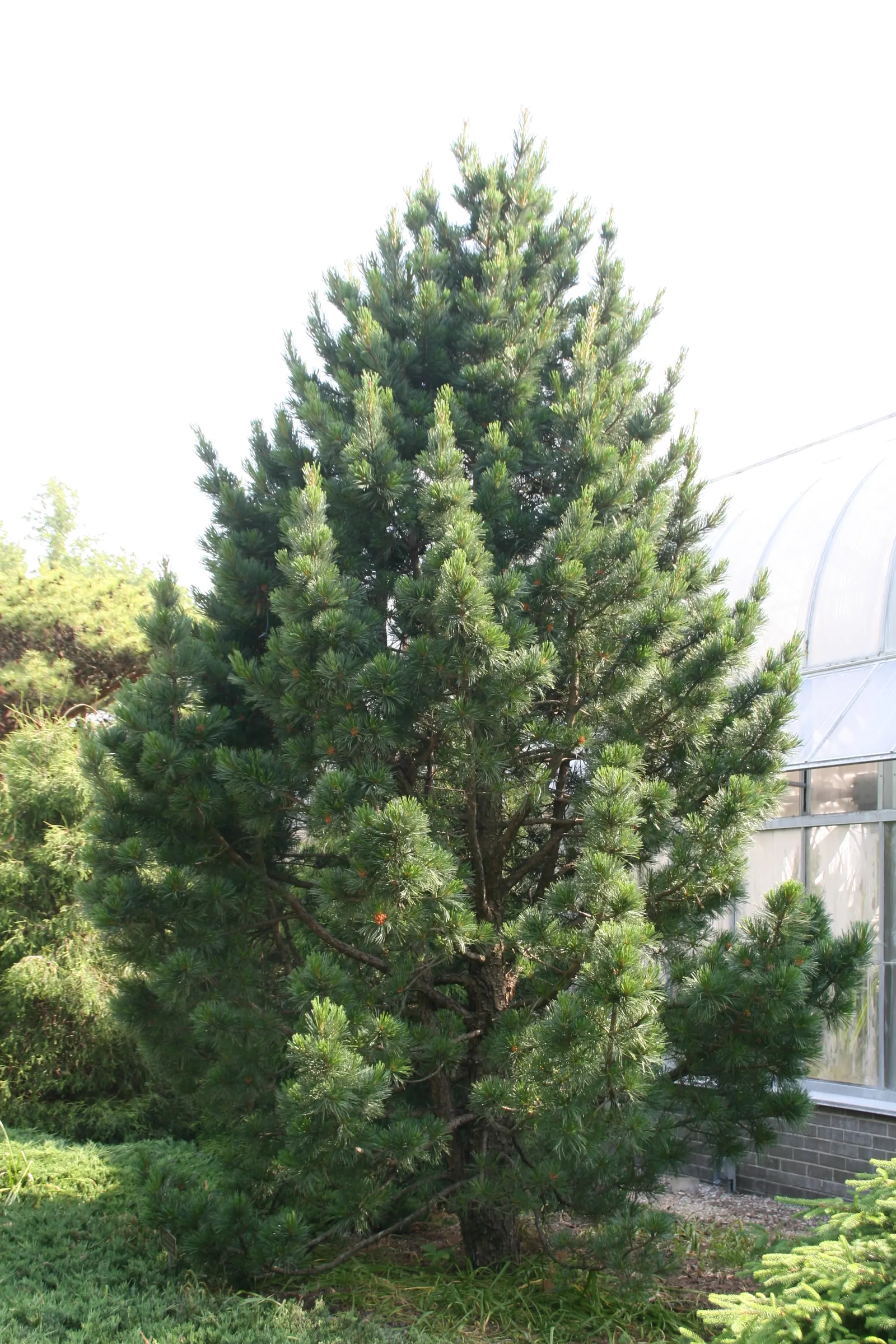 Chalet Swiss Stone Pine (Pinus Cembra 'Chalet') — The Chalet Swiss Stone Pine (Pinus cembra 'Chalet') is a dwarf conifer known for its compact, pyramidal shape