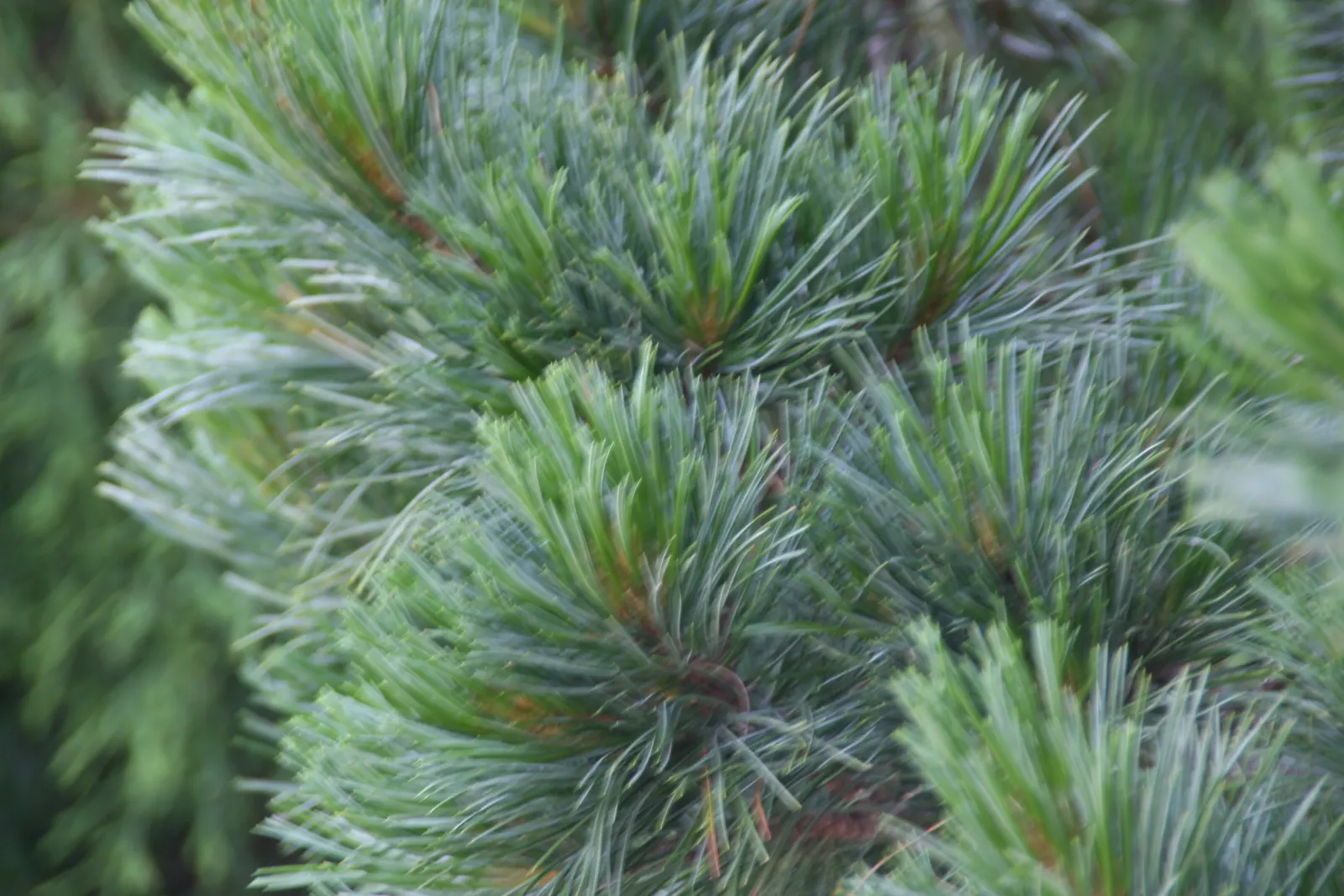 Chalet Swiss Stone Pine (Pinus Cembra 'Chalet') — Reaching a mature height of 10-15 feet with a spread of 4-6 feet, it's ideal for small spaces