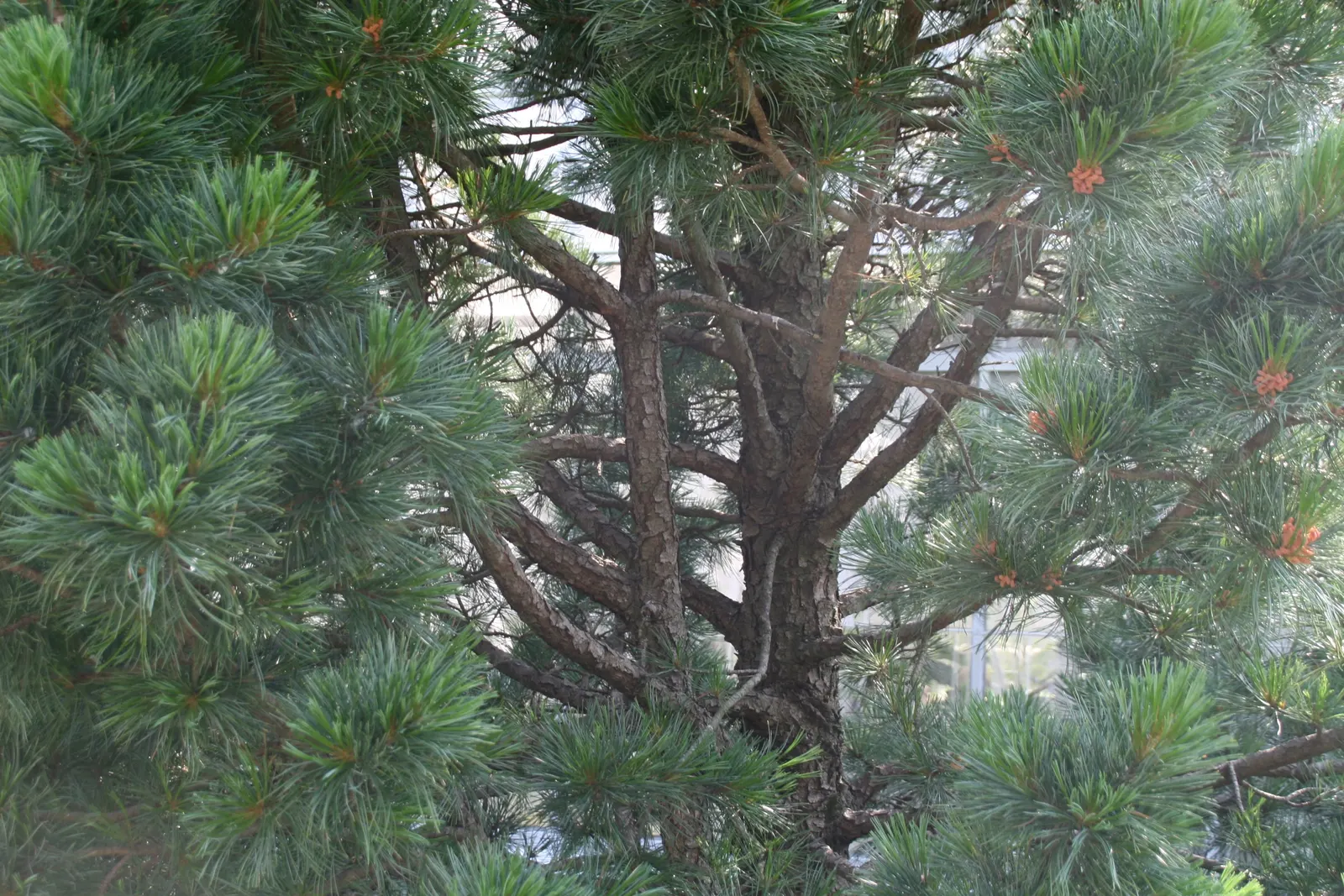 Chalet Swiss Stone Pine (Pinus Cembra 'Chalet') — blue-green needles offer year-round visual interest