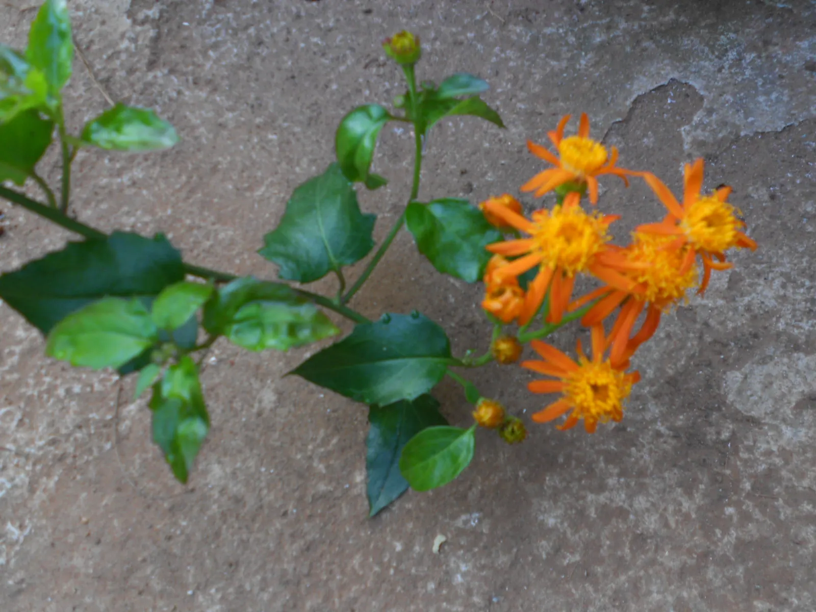 Mexican Flame Or Orangeglow Vine (Senecio Confusus) — with its vivid orange blooms