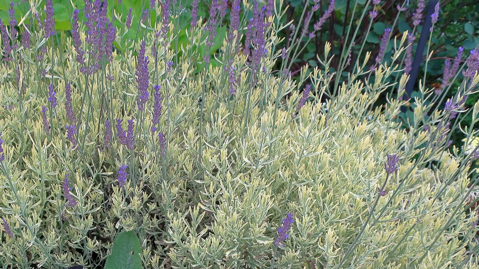 Meerlo Lavender (Lavandula 'Meerlo') — evergreen lavender known for its highly variegated