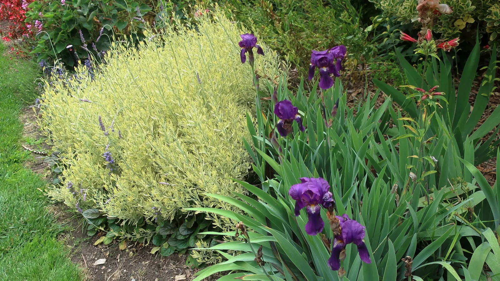 Meerlo Lavender (Lavandula 'Meerlo') — The Lavandula 'Meerlo' is an exceptional