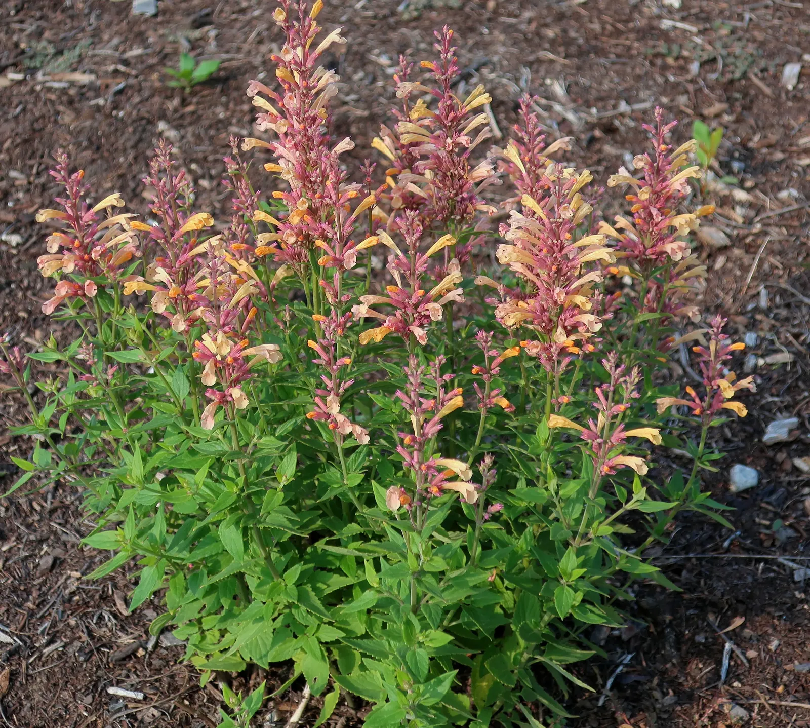 Peachie Keen Hummingbird Mint (Agastache 'Peachie Keen') — Agastache 'Peachie Keen' is a vibrant perennial with perennial appeal