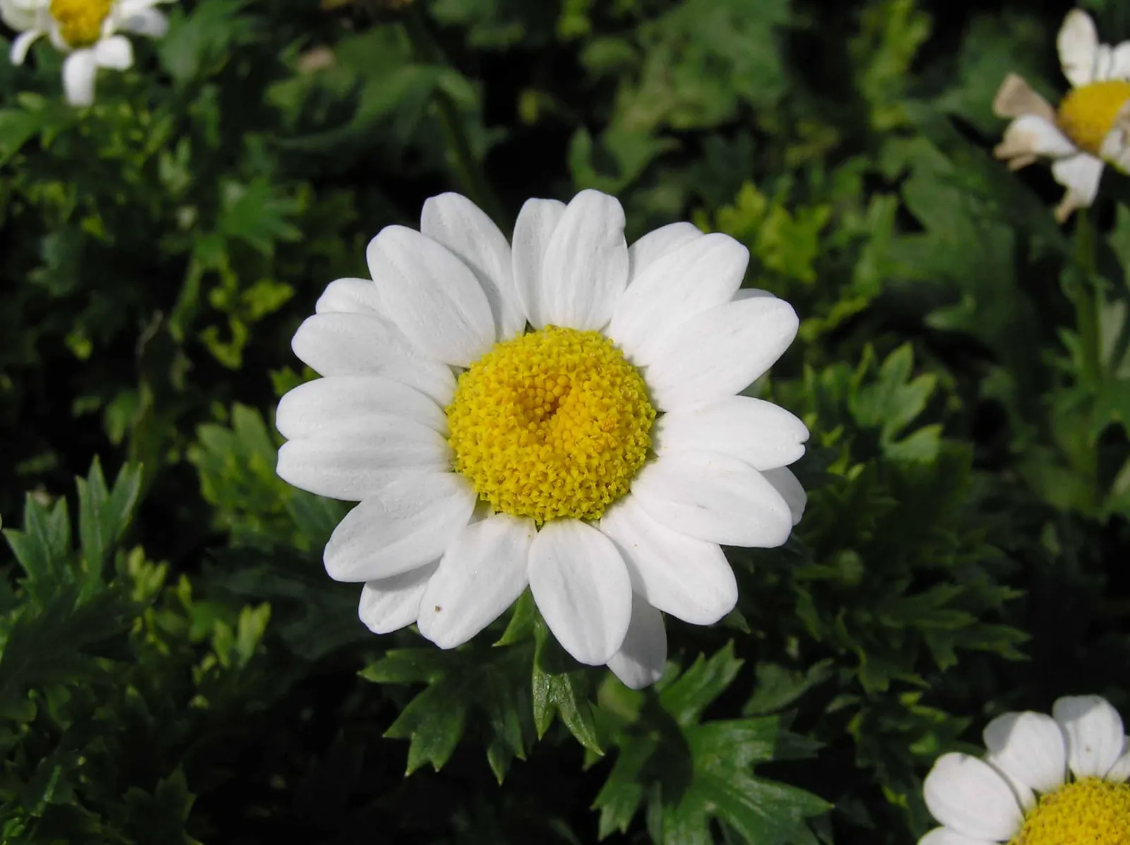 Miniature Annual Daisy (Chrysanthemum Paludosum) — The Miniature Annual Marguerite