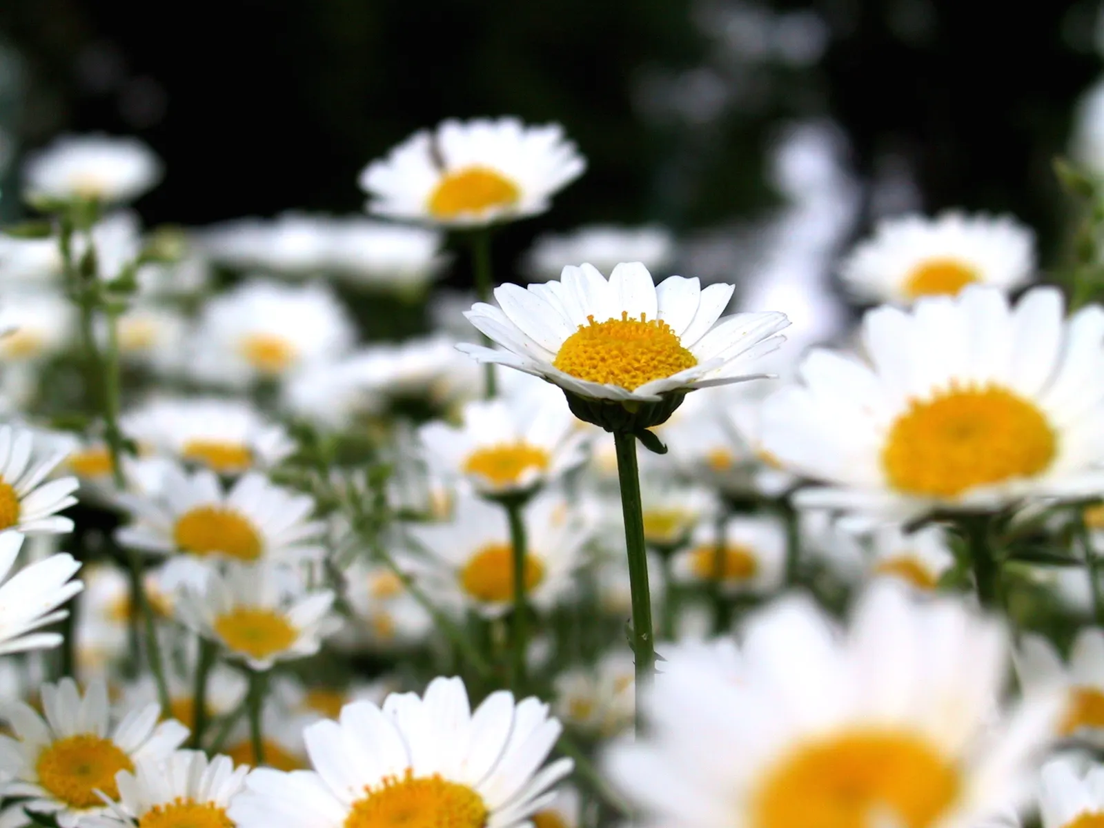 Miniature Annual Daisy (Chrysanthemum Paludosum) — offering a splash of brightness with its prolific blooming habit